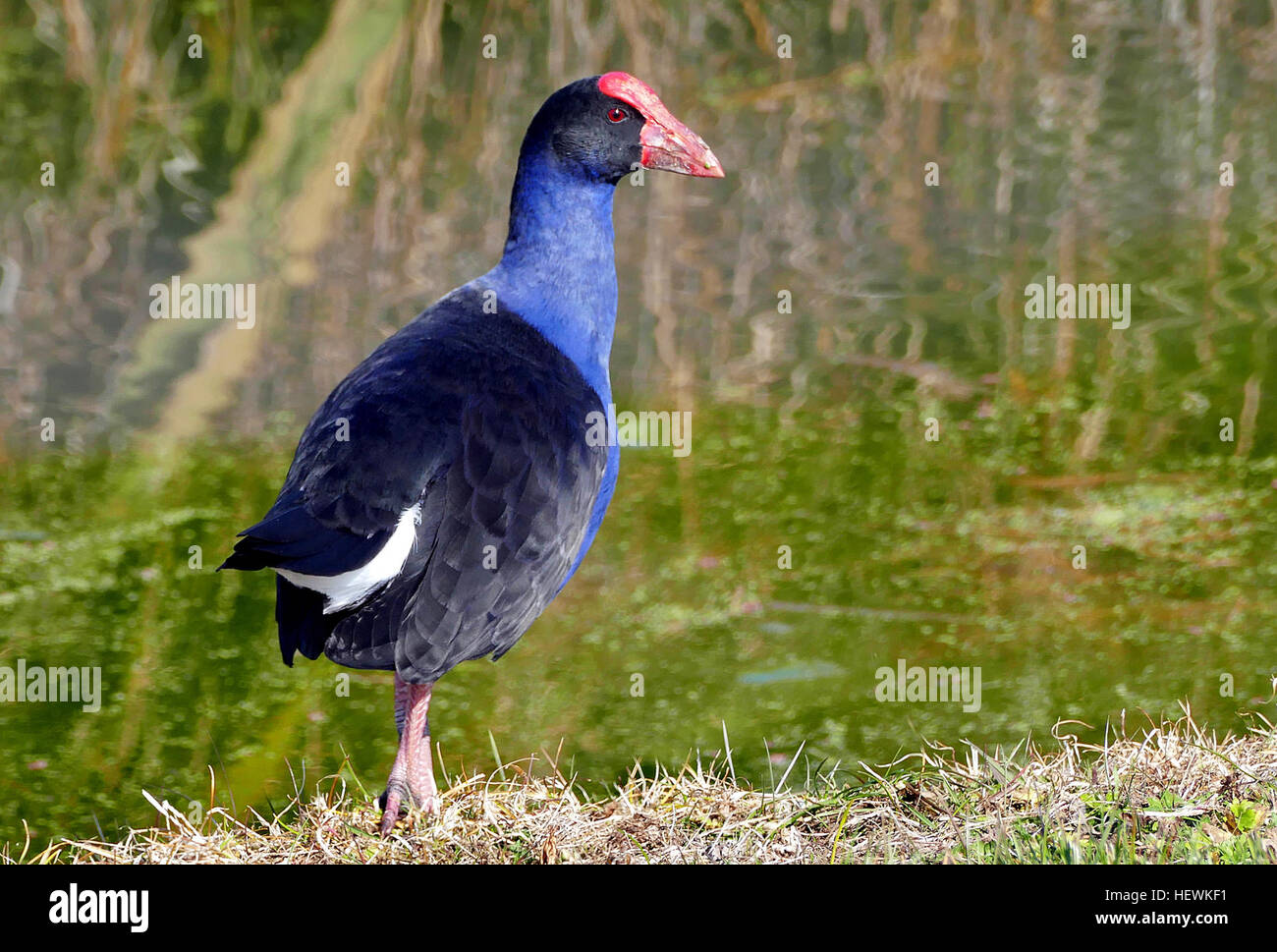 Die Pūkeko ist wahrscheinlich eines der bekanntesten heimischen Vögel in Neuseeland mit seiner charakteristischen Färbungen und Gewohnheit der Fütterung auf den Boden. Pūkeko ist der New Zealand Name für das Purpurhuhn (Porphyrio Porphyrio). Es gibt viele Unterarten der Purpurhuhn. Die Unterart fand in Neuseeland (Porphyrio Porphyrio Melanotus) wird gedacht, um hier vor etwa tausend Jahren von Australien gelandet sind. Wo man sie findet Pūkeko sind häufig an sumpfigen Straßenrändern gesehen und tief liegenden offenes Land, des Vogels Sortiment mit landwirtschaftliche Entwicklung zugenommen hat. Im Gegensatz zu vielen anderen heimischen Vögel Stockfoto