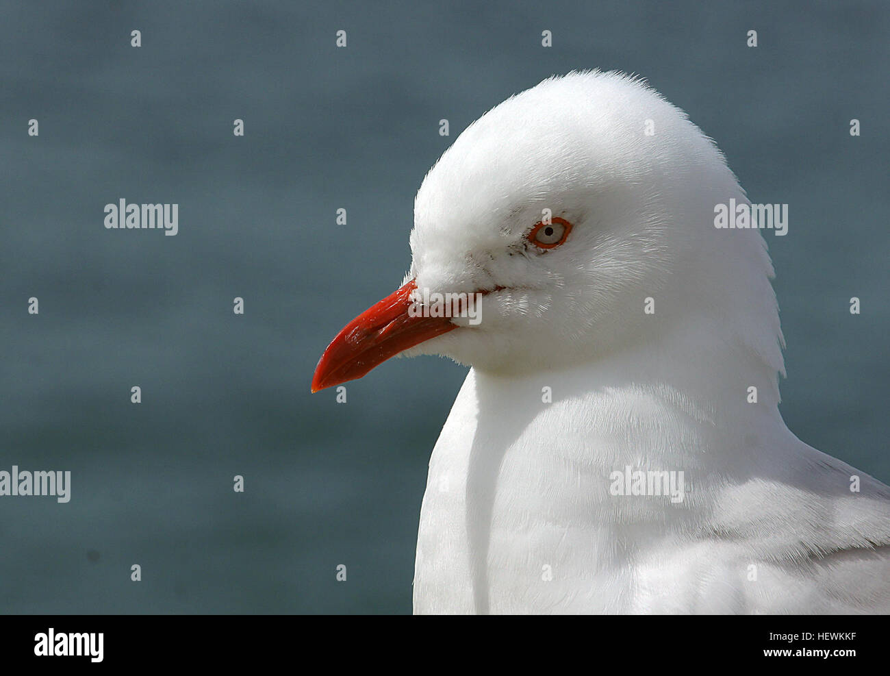 Die rot-billed Gull ist der häufigste Möwe an der Küste von Neuseeland. Mit Ausnahme einer Kolonie am Lake Rotorua findet man selten im Landesinneren. Es ist häufig in den Küstenstädten, Müllhalden und Fischverarbeitung Einrichtungen gesehen. Unreife Erwachsene werden oft verwechselt mit der eng verwandten schwarz-billed Gull. Vor kurzem haben die größten Kolonien in verschiedenen Teilen der New Zealand einen deutlichen Rückgang der Zahlen (d. h. Kaikoura, Three Kings und Mokohinau Insel) ausgestellt. Der Vogel neigt dazu, an der gleichen Stelle von einer Saison zur nächsten nisten, und Nachkommen meist wieder ihre Radix Kolonie zu züchten. Stockfoto