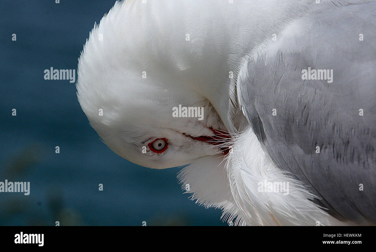 Die Rotschnabelmöwe, die häufig an der neuseeländischen Küste zu finden ist, ist ein bekannter Anblick in Städten und in der Nähe von Fischverarbeitungseinrichtungen. Obwohl sie sich selten ins Landesinnere vorgibt, ist ihre Bevölkerung in einigen Kolonien in letzter Zeit rückläufig. Unreife Vögel werden oft mit der Schwarzschnabelmöwe verwechselt. Stockfoto