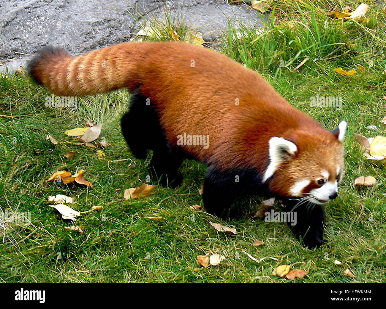 Der rote Panda, auch als kleinere Panda und rote Katze-Bär, ist eine kleine arboreal Säugetier, die ursprünglich aus dem östlichen Himalaya und Südwestchina Stockfoto