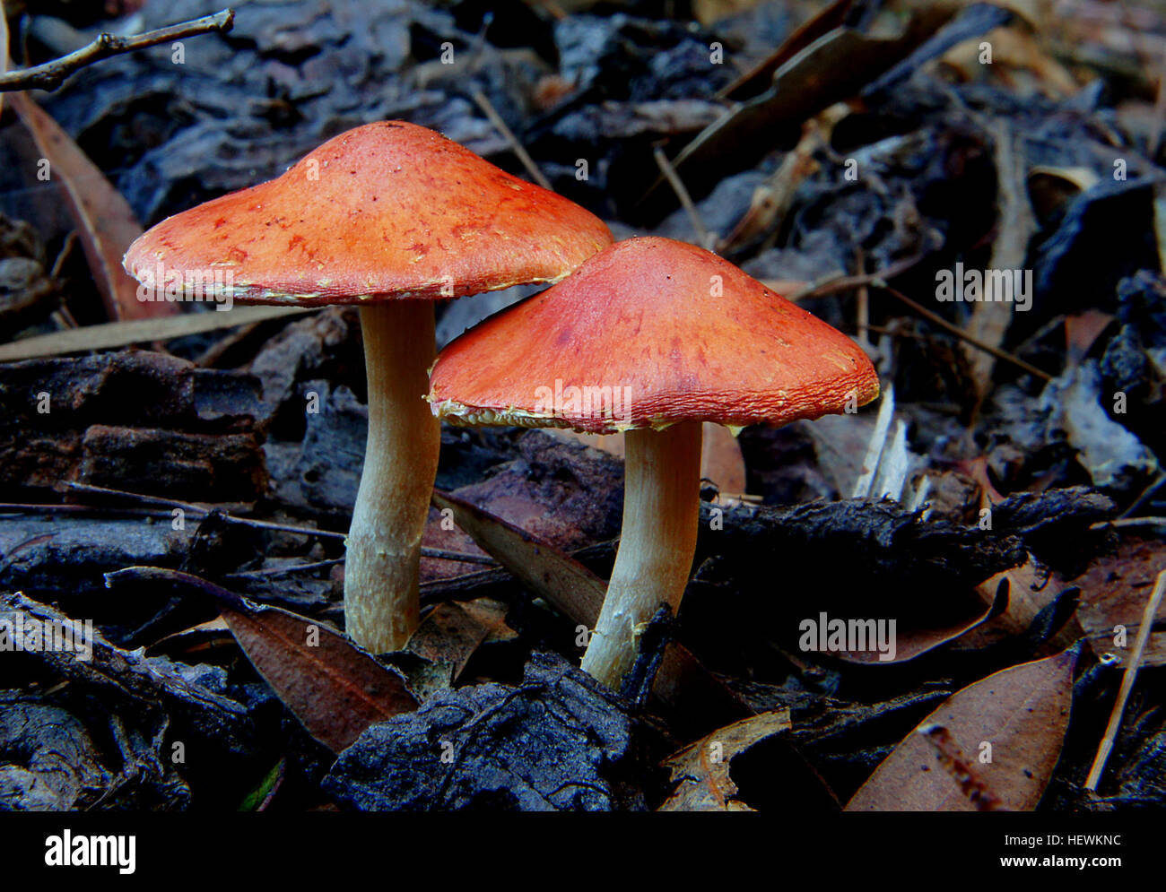 Leratiomyces Ceres, allgemein bekannt als die Redlead Rundkopf ist Pilz hat ein helles rot bis orangefarbene Kappe und dunklen Violett-Braun Spore DepositSpecies: Leratiomyces ceres im Laufe des Jahres nach Regen auf Hackschnitzel-Gärten in großer Zahl sehr häufig gefunden.  Gemeinsamer Name: keines gefunden: Holzschnitzelheizung Gärten Substrat: Holz chip Spore: lila BrownHeight: 80 mm Breite: 50 mm Saison: Herbst essbare: Nein Stockfoto