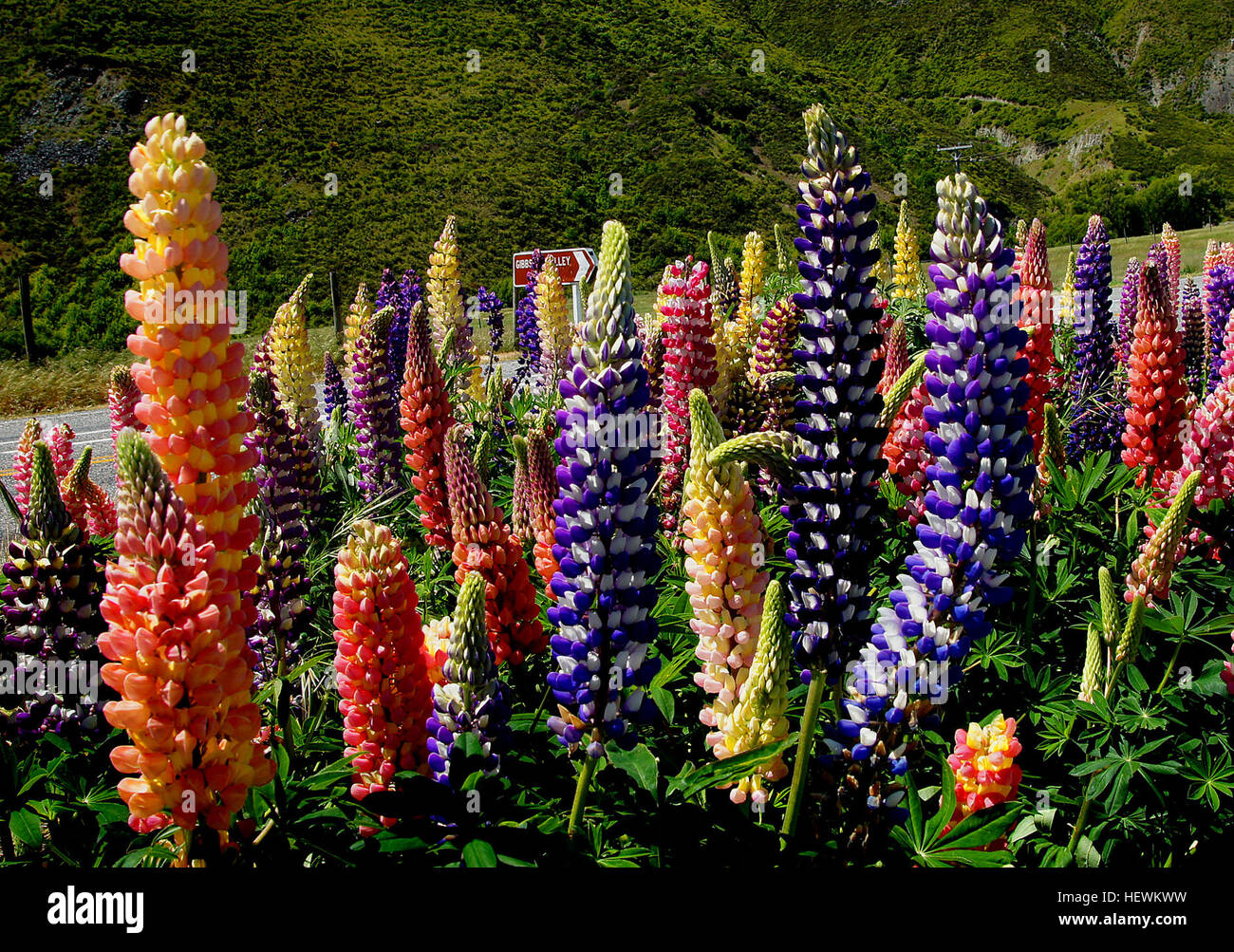 Lupinus polyphyllus, eine Lupinenart, die in Nordwestamerika heimisch ist, ist eine mehrjährige Krautpflanze mit handförmig zusammengesetzten Blättern und hohen Blütenständen. Stockfoto