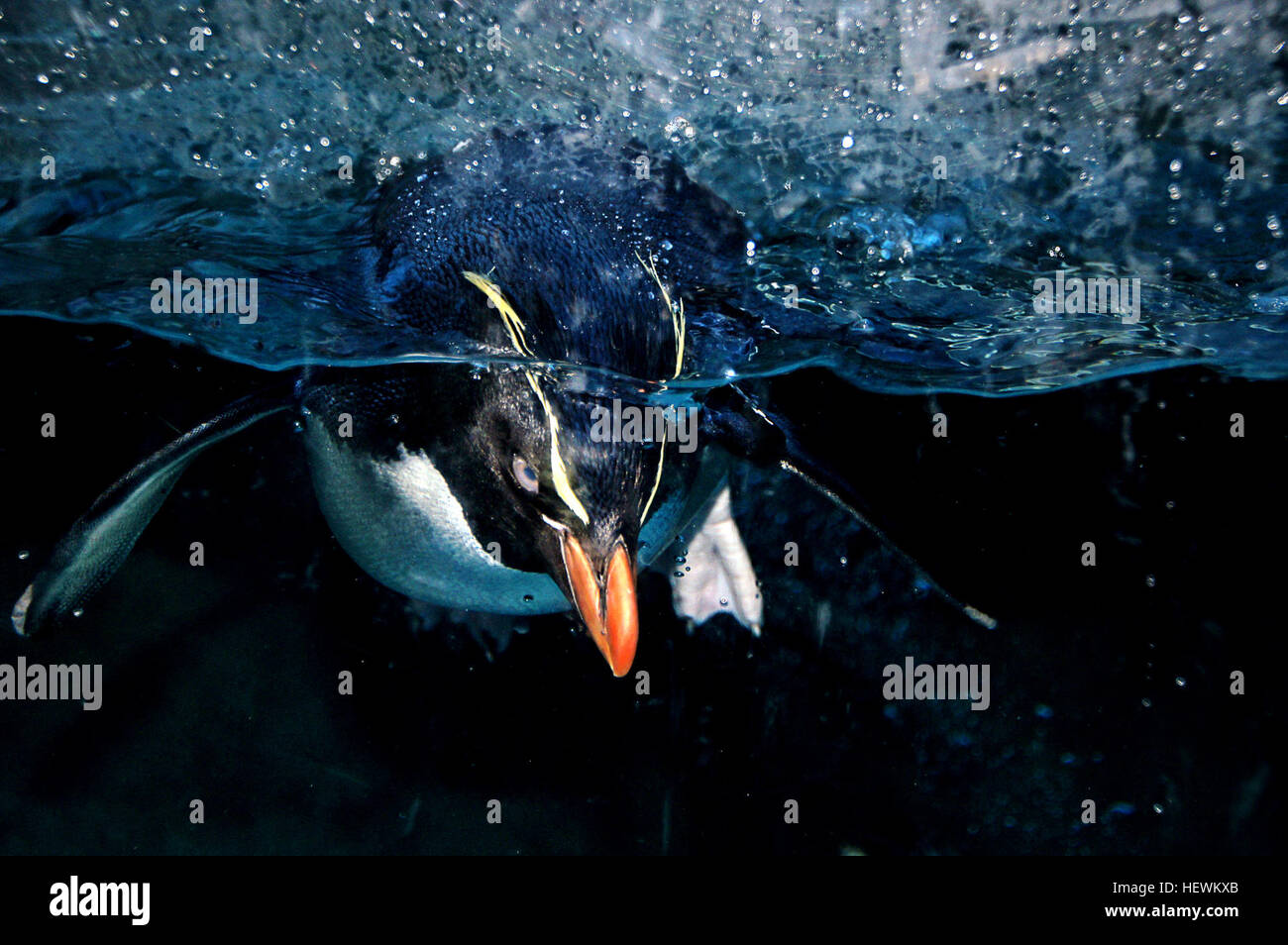 Dieses Foto aus dem Zoo von Calgary zeigt einen Rockhopper-Pinguin, der leicht an seinen charakteristischen gelben Federn zu erkennen ist. Diese Pinguine sind auf den subantarktischen Inseln beheimatet und für ihre energische Natur und ihr farbenfrohes Gefieder bekannt. Stockfoto