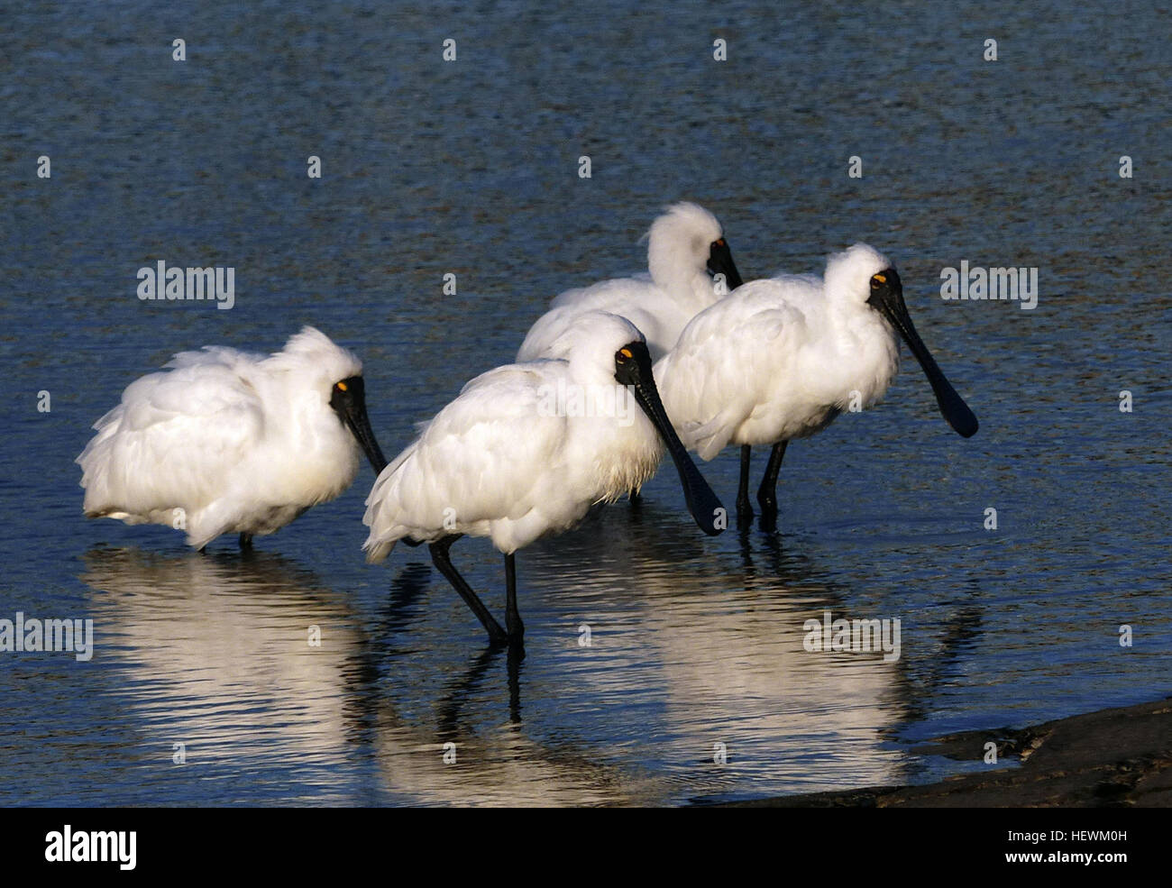 Die königlichen Löffler (Platalea Regia) auch bekannt als die schwarz-billed Löffler, tritt in intertidal Wohnungen und Untiefen des süß- und Feuchtgebiete in Australien, Neuseeland, Indonesien, Papua-Neuguinea und den Salomonen. Es wurde auch als ein Landstreicher in Neu-Kaledonien aufgenommen. Die königlichen Löffler in Feuchtgebieten lebt und ernährt sich von kleinen Insekten, Krebstiere und Fisch durch kehren Schnabel hin und her. Es fliegt immer mit dem Kopf verlängert. Während seiner großen Strecke weit verbreitet ist, wird die königliche Löffler als Least Concern auf der IUCN roten Liste der gefährdeten Arten ausgewertet. Stockfoto