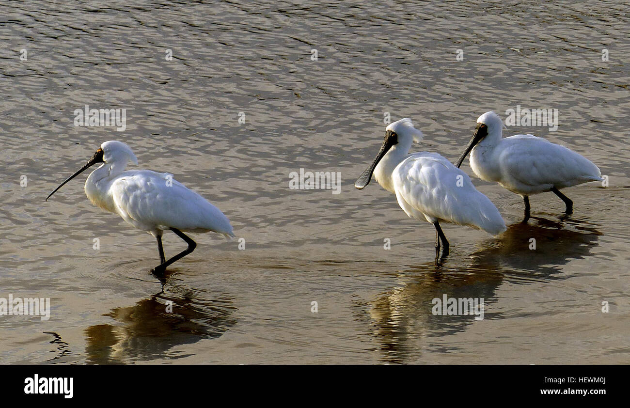 Die königlichen Löffler (Platalea Regia) auch bekannt als die schwarz-billed Löffler, tritt in intertidal Wohnungen und Untiefen des süß- und Feuchtgebiete in Australien, Neuseeland, Indonesien, Papua-Neuguinea und den Salomonen. Es wurde auch als ein Landstreicher in Neu-Kaledonien aufgenommen. Die königlichen Löffler in Feuchtgebieten lebt und ernährt sich von kleinen Insekten, Krebstiere und Fisch durch kehren Schnabel hin und her. Es fliegt immer mit dem Kopf verlängert. Während seiner großen Strecke weit verbreitet ist, wird die königliche Löffler als Least Concern auf der IUCN roten Liste der gefährdeten Arten ausgewertet. Stockfoto