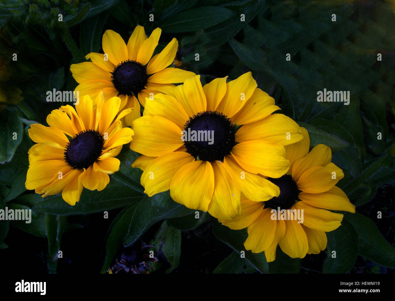 Black-Eyed Susans sind blühende Pflanzen, die über drei Fuß hoch wachsen. Sie haben grüne Blätter bis zu sechs Zoll lang.   Black-Eyed Susans wachsen in offenen Wäldern, Gärten, Felder und Wegränder. In fast jeder Art von Boden wachsen sie schnell.     Diese Pflanzen werden durch ihre Blüten am leichtesten erkannt. Sie haben gelbe Blüten mit einem bräunlich-violett-Center. Blüten sind zwei bis drei Zoll über und auf einem Stiel wachsen bis zu acht Zoll lang.     Black-Eyed Susans sind sehr wettbewerbsfähig und kann andere Pflanzen aus einem Bereich schieben. Stockfoto