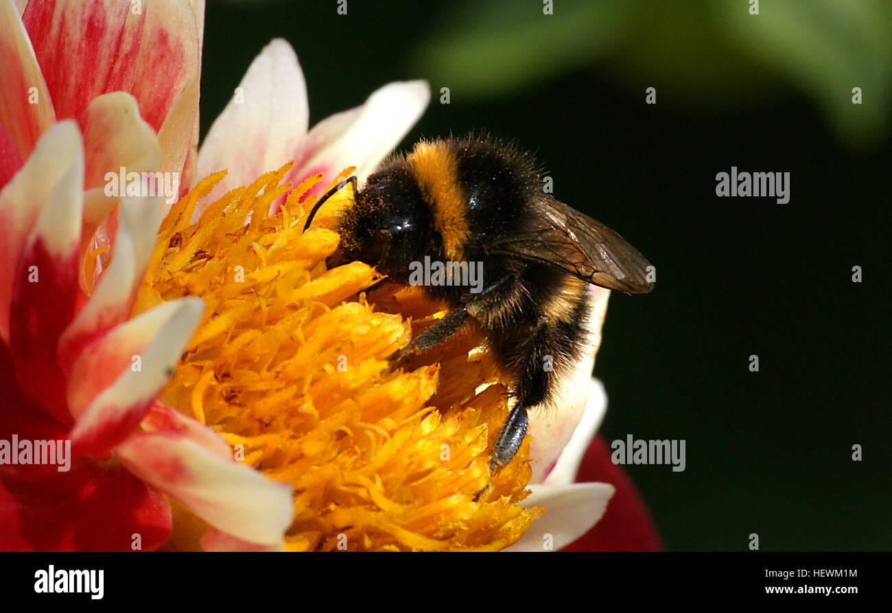 Ication (,), Biene auf Blüte, Blüten, Dahlien, Blume Makro, Flickr beste Kreaturen, Blumen, Stauden, mehrjährige Pflanzen, Tuberöse Stockfoto