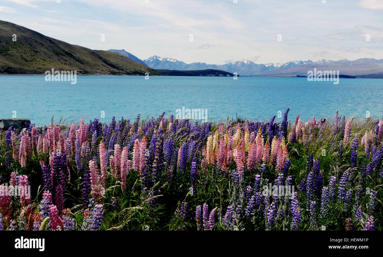 Russell Lupinen die bunten Russell Lupinen (Lupinus Polyphyllus) sind ein bereits bekanntes Feature von den Straßenrändern in Upper Waitaki Basin. Sie wurden zuerst nach Neuseeland um 1930 von Siedlern des Beckens Mackenzie eingeführt. Russell Lupinen wachsen jedes Jahr im Frühling aus Wurzeln, die den Wint er überleben, oder aus geminating Samen. Sie wachsen gut in feuchten, unfruchtbar, Kies Böden und sind in der Lage, Böden Arm an Nährstoffen – Bedingungen, die meisten anderen Pflanzen ungeeignet empfinden zu tolerieren. Sie können auch heiße, trockene Winde und harten Frost standhalten. Der Kies Wegränder und geflochtene Flussbetten sind daher ideale Lupin Lebensraum Stockfoto