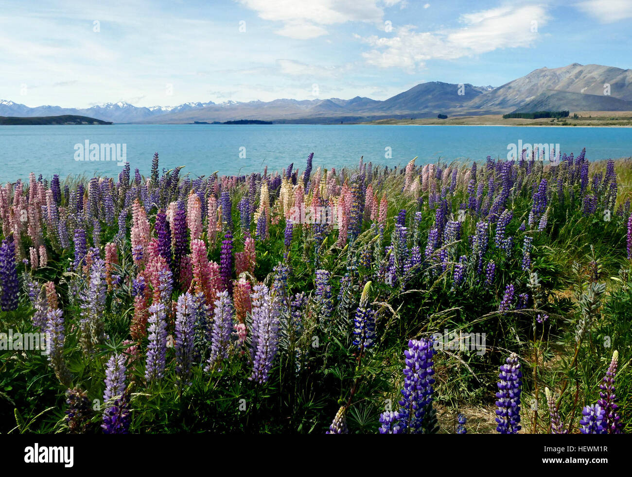 Für ca. 4-5 Wochen am Ende eines jeden Jahres, das Zentrum von Neuseelands Südinsel bricht in Farbe – Purpur und rosa und gelb Blues sprießen entlang See Seiten und in Flussbetten in Mackenzie Country, machen die bereits beeindruckende Ansichten noch unglaublicher. Stockfoto