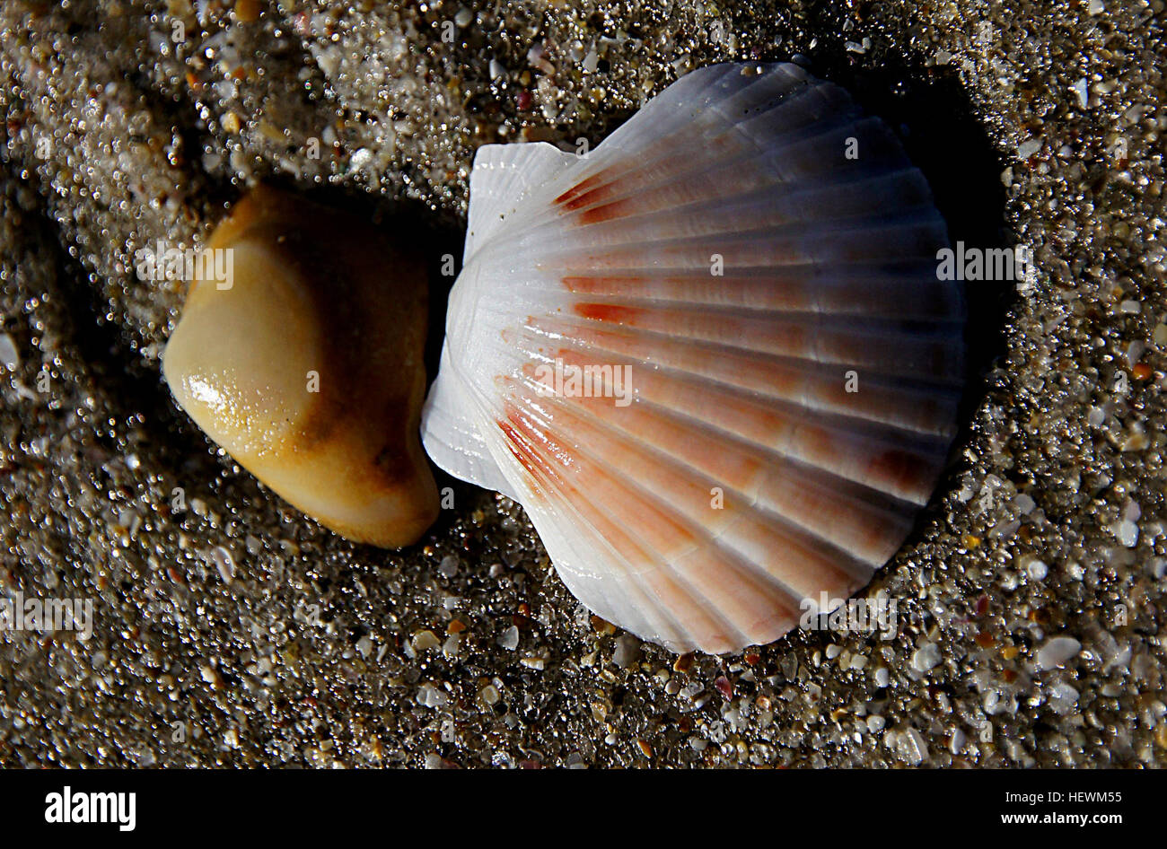 Jakobsmuscheln sind bekannt für ihre fächerförmigen Schalen, oft mit Graten oder Rippen. Die Schalen sind in der Regel mit zwei Ohrmuscheln oder „Ohren“ unten versehen. Diese Muscheln finden sich häufig an Sandstränden und sind ein beliebtes Beispiel für Meereslebewesen. Ihr kompliziertes Design macht sie unverwechselbar und weithin bekannt in Küstenregionen. Stockfoto