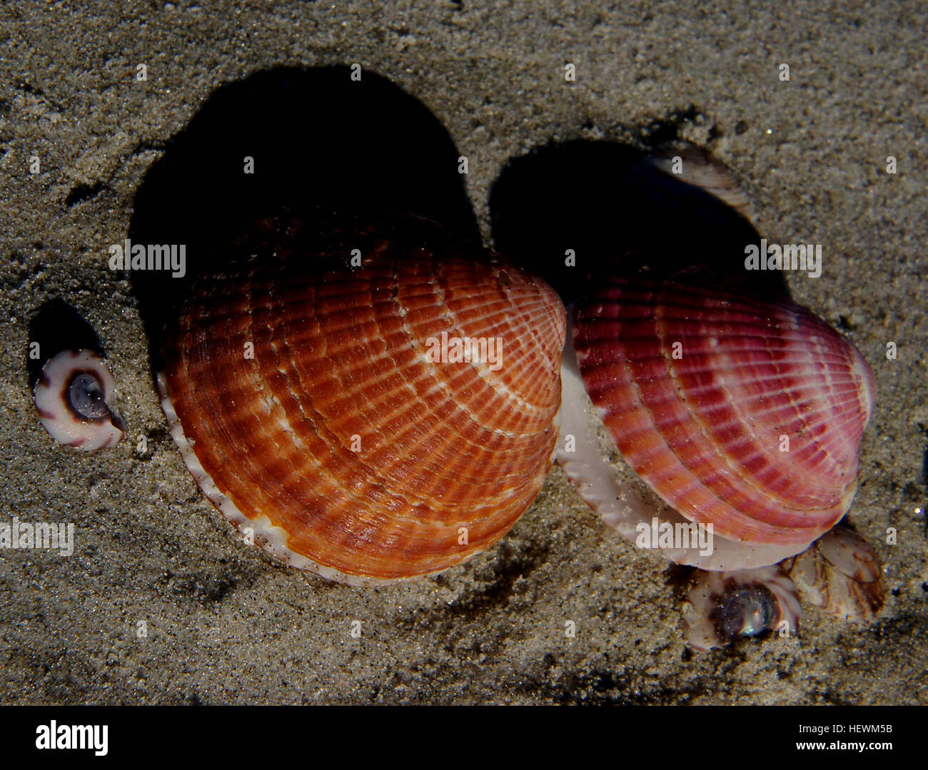 Dieses Foto zeigt eine Vielzahl von Muscheln, einschließlich Cockles und Jakobsmuscheln, die entlang eines Strandes verstreut sind. Die natürliche Schönheit dieser Muscheln mit Strandkämmen unterstreicht die zarten, komplizierten Texturen und Farben der Meereslebewesen. Stockfoto