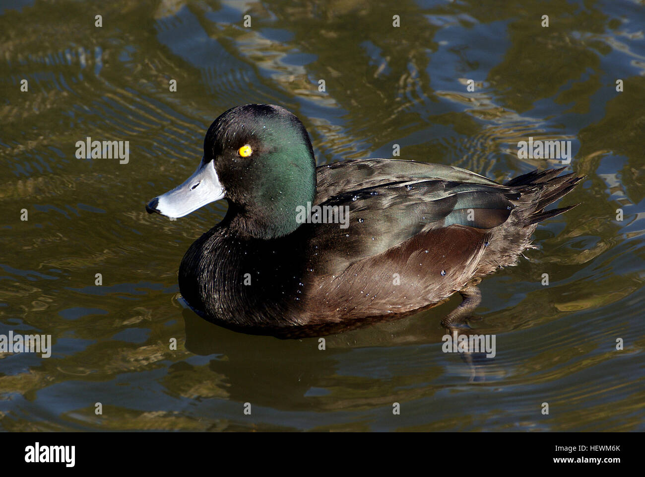 Neuseeland Scaup sind ganz im Gegensatz zu anderen ansässigen Entenarten. Dunkel und mit einem abgerundeten Profil hocken, treten sie oft in großen Herden, schwimmende mit Kork-ähnlichen Auftrieb. Scaup Tauchen Enten und verbringen viel Zeit unter Wasser, wo sie längere Wegstrecken zurücklegen können. Beide Geschlechter sind dunkel-plumaged, aber leicht zu unterscheiden. Das Männchen hat dunkle schwarz-braune Gefieder mit irisierenden blau-grünen Kopf und Flügeln und leichter Marmorierung auf der Brust und Unterseite. Seine Iris ist gelb und blau-grau in Rechnung. Das Weibchen ist ein stumpfer Schokolade braun, blasser auf ihrer Unterseite. Ihre Iris ist braun und bil Stockfoto