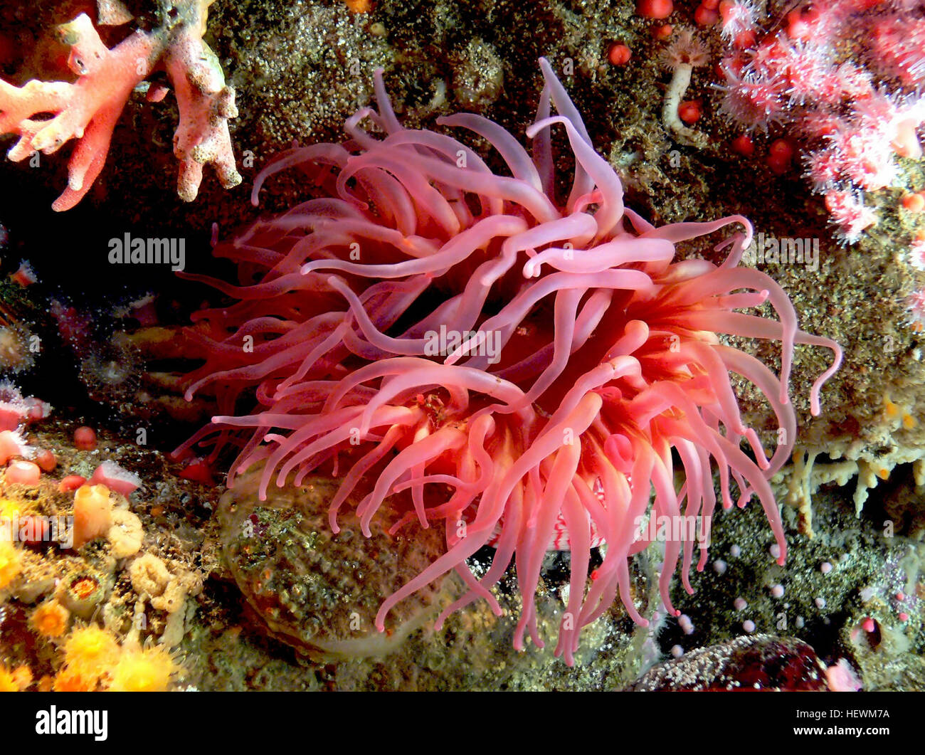 Seeanemonen sind eine Gruppe von Wasser-Wohnung, räuberische Tiere der Ordnung Actiniaria. Sie sind für die Anemone, eine terrestrische Blume benannt. Seeanemonen sind in den Phylum Cnidaria, Klasse Anthozoa, Unterklasse Hexacorallia klassifiziert. [1] Anthozoa haben oft große Polypen, die für die Verdauung der größere Beute zulassen und fehlt auch eine Medusa-Bühne. [2] als Nesseltieren beziehen sich die Seeanemonen, Korallen, Quallen, Rohr-Wohnung Anemonen und Hydra. Stockfoto