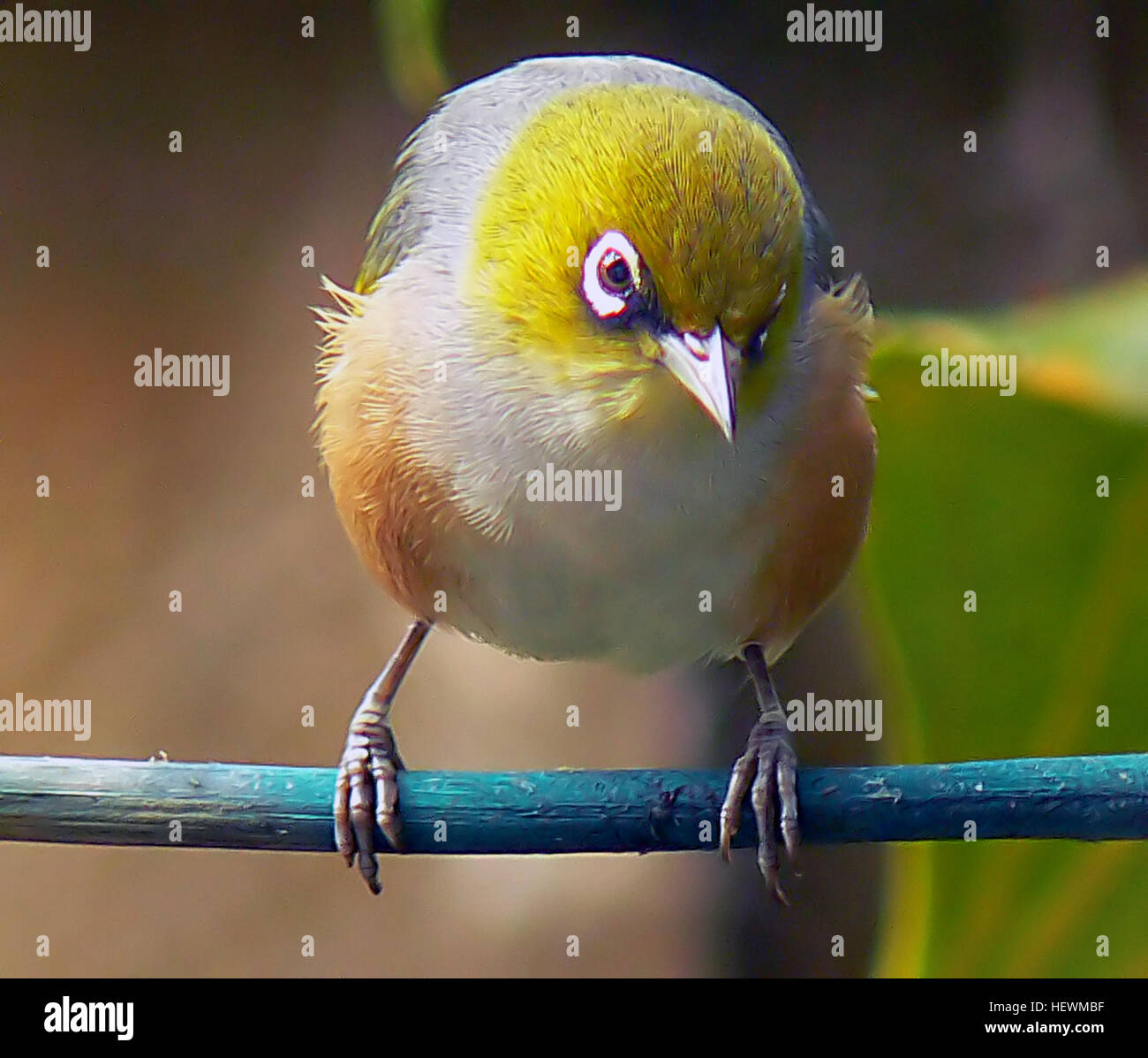 Das Silvereye (Zosterops lateralis) ist ein kleiner Vogel aus Neuseeland. Auch als Wachsauge bekannt, ist es für seinen charakteristischen weißen Ring um die Augen und sein grünliches Gefieder bekannt. Diese Vögel kommen in Neuseelands Wäldern und Gärten häufig vor. Stockfoto