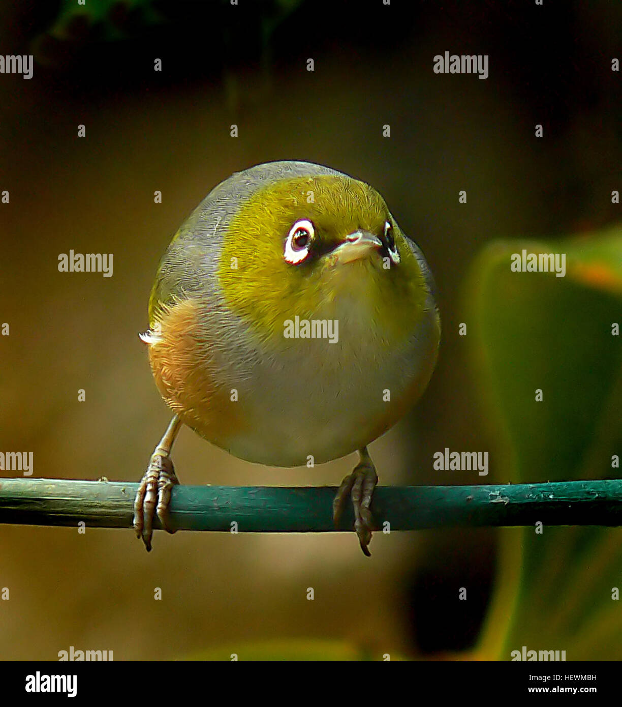 Das Silvereye (Zosterops lateralis), auch bekannt als Wachsauge, ist ein kleiner Vogel aus Neuseeland. Bekannt für ihren unverwechselbaren Augenring ist diese Art ein häufiger Anblick in Neuseelands Wäldern und Gärten. Stockfoto
