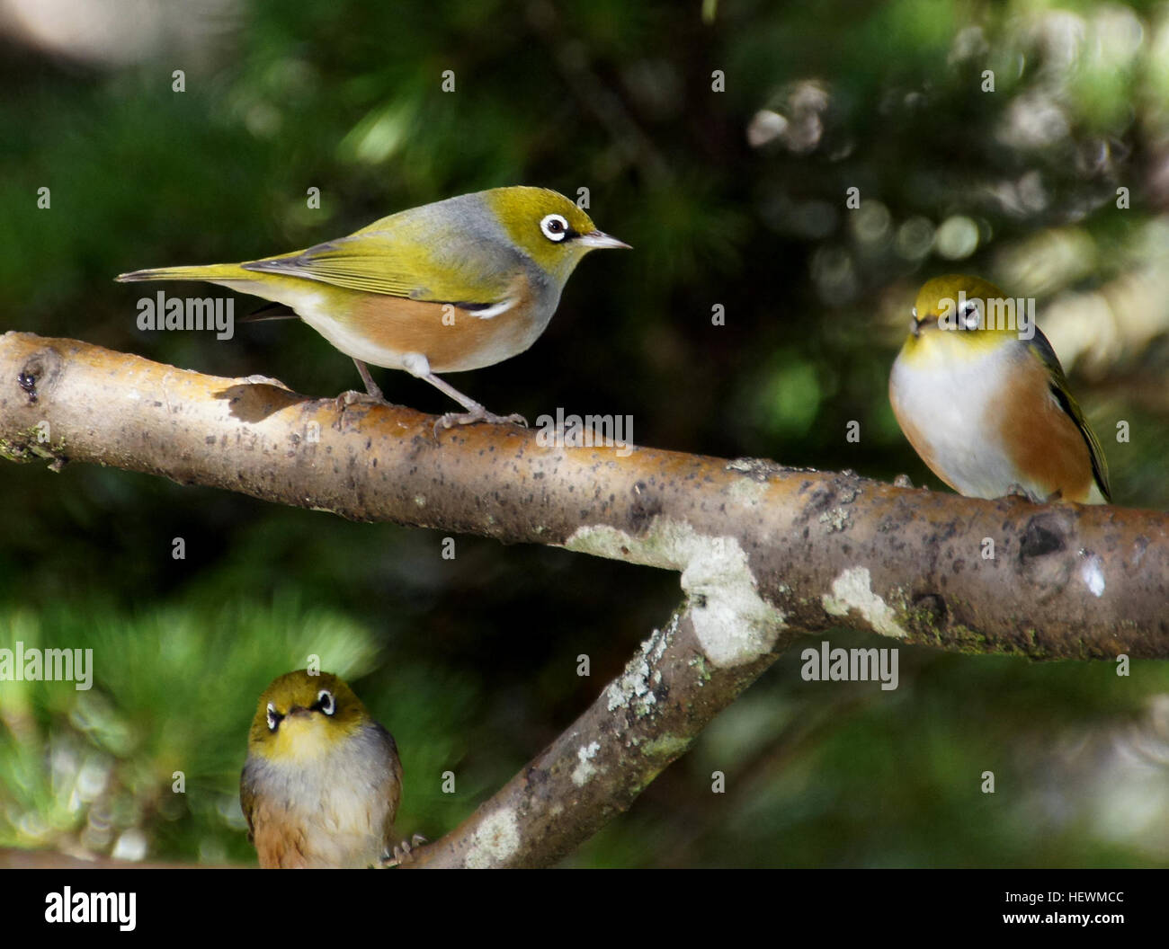 Das Silberauge (Zosterops lateralis), auf Maori als „tauhou“ bekannt, ist ein kleiner Vogel mit einem markanten weißen Ring um sein Auge. Seit seinem ersten Auftritt im Jahr 1832 hat er sich auf verschiedene Lebensräume ausgeweitet, darunter Wälder, Obstgärten und Gärten. Stockfoto