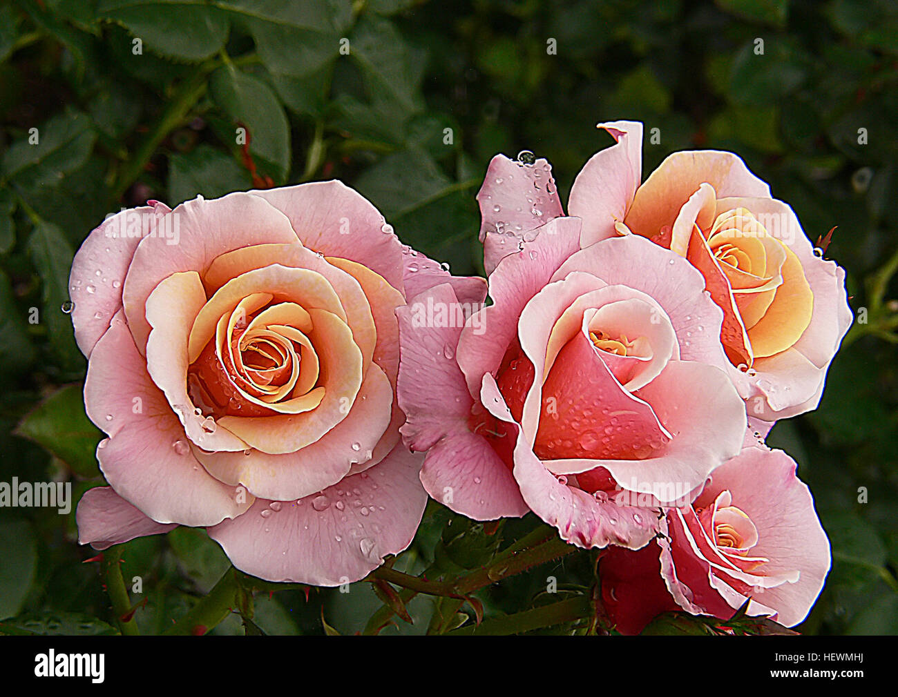 Ication (,,),,, rosa Rose, Regen fällt auf Rosen, Regen auf Blumen, leise leise Rose nach dem Regen, Blumen, Blumen, Gartenbau, Rosen Stockfoto