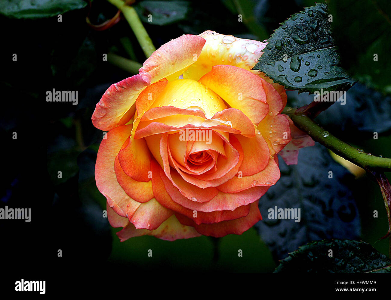 Solitär-Jahr: 1987 Hybride Terosen Höhe: 4ft plus hin und wieder eine Rose gezüchtet, die den Puls beschleunigt und wirklich nimmt das Auge, und diese Schönheit tut auf jeden Fall beides. Eine statuarische rose mit perfekt geformten Blüten in einem schönen gelb und eingefasst mit Kirschrot. Die exquisiten großen Blüten mit attraktiven Bronze gesundem Laub gesichert sind, und das ganze Bild ist eine reine Schönheit. Eine gute gesunde Rose wo die Blüten werden in Hitzewallungen während der ganzen Saison getragen und die Wiederholungszyklus ist ziemlich schnell, A muss für jeden Rosenliebhaber. Wunderbaren Duft Bred von Sam McGredy in Neuseeland Stockfoto