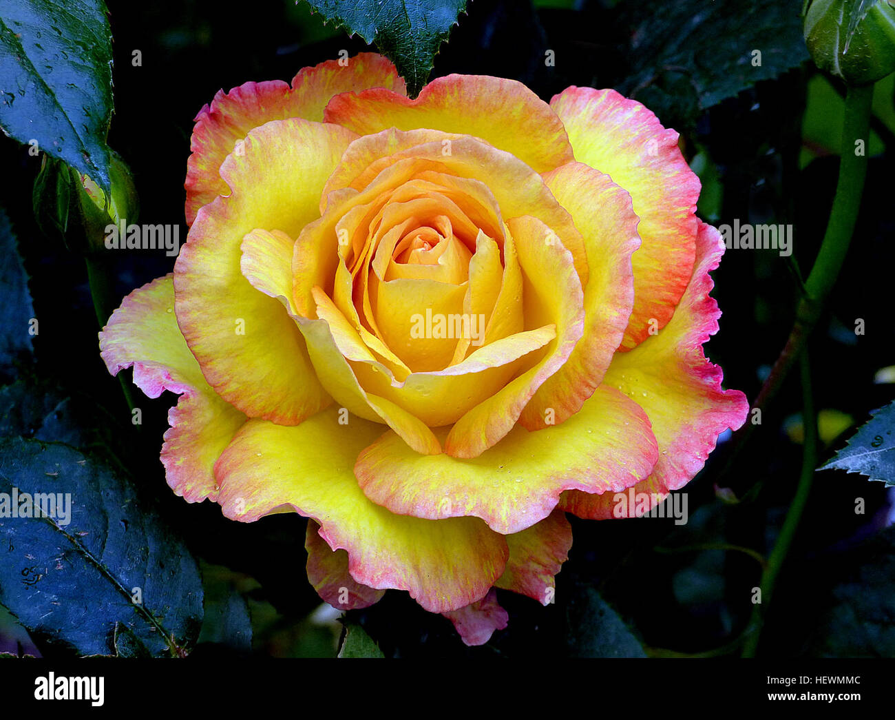 Solitär-Jahr: 1987 Hybride Terosen Höhe: 4ft plus hin und wieder eine Rose gezüchtet, die den Puls beschleunigt und wirklich nimmt das Auge, und diese Schönheit tut auf jeden Fall beides. Eine statuarische rose mit perfekt geformten Blüten in einem schönen gelb und eingefasst mit Kirschrot.  Die exquisiten großen Blüten mit attraktiven Bronze gesundem Laub gesichert sind, und das ganze Bild ist eine reine Schönheit.  Eine gute gesunde rose wo die Blüten werden in Hitzewallungen während der ganzen Saison getragen und den Wiederholungszyklus ist ziemlich schnell. Ein muss für jeden Rosenliebhaber. Wunderbaren Duft.  Von Sam McGredy in Neuseeland gezüchtet Stockfoto