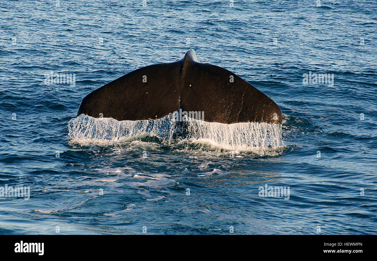 Der Pottwal ist ein Zahnwal-Wal, der lebt in Hülsen. Es hat ein großes Gehirn, das wiegt ca. 20 Pfund (9 kg); Es ist das größte Gehirn aller Tierarten. Der Pottwal hat einen einzigen Blowhole, die s-Form ist und ungefähr 20 Zoll lang. Das Blasloch befindet sich auf der linken Seite der vorderen If seinen großen Kopf. Der Pottwal hat eine 4-12 Zoll dicke Schicht von Tran.  Pottwale Ambra, eine dunkle, wachsartige Substanz (im Zusammenhang mit Cholesterin), die in den unteren Darm produziert wird, und wird manchmal gefunden mit Tintenfisch Schnäbel zu produzieren. Ambra kann helfen, den Pottwal von Stacheln auf der Riese zu schützen Stockfoto