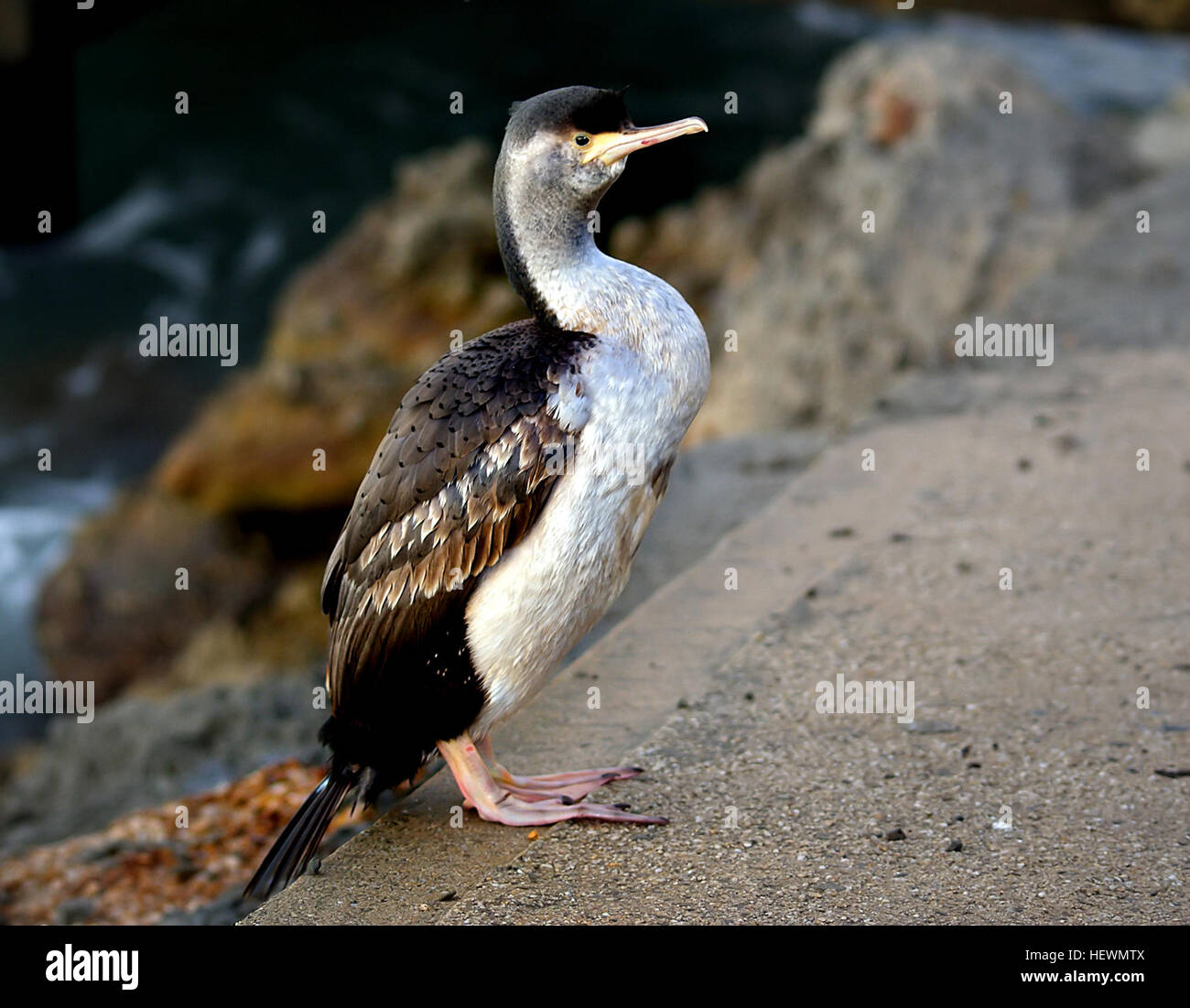 Die gefleckte Shag ist eine der zwei gelb-footed Shag-Arten, die endemisch in Neuseeland sind. Erwachsenen Brutvögel sind elegant und farbenfroh, sportliche Mohikaner-artigen doppelte Kammes, helles Grün-Blau Gesichtshaut und blaue Augenringe. Die Art verdankt seinen Namen der kleine schwarze Punkte, die während der Brutzeit in der Nähe der Spitze jeder Rücken und Flügel verdeckte erscheinen. Gefleckte Shags sind ausschließlich marine, an den Küsten der Nord-, Süd- und Stewart Inseln Zucht und Fütterung in den Gewässern, bis 16 km außerhalb der Brutzeit entdeckt Shags Form große Fütterung und Schlafplatz Herden von bis zu 20 Stockfoto