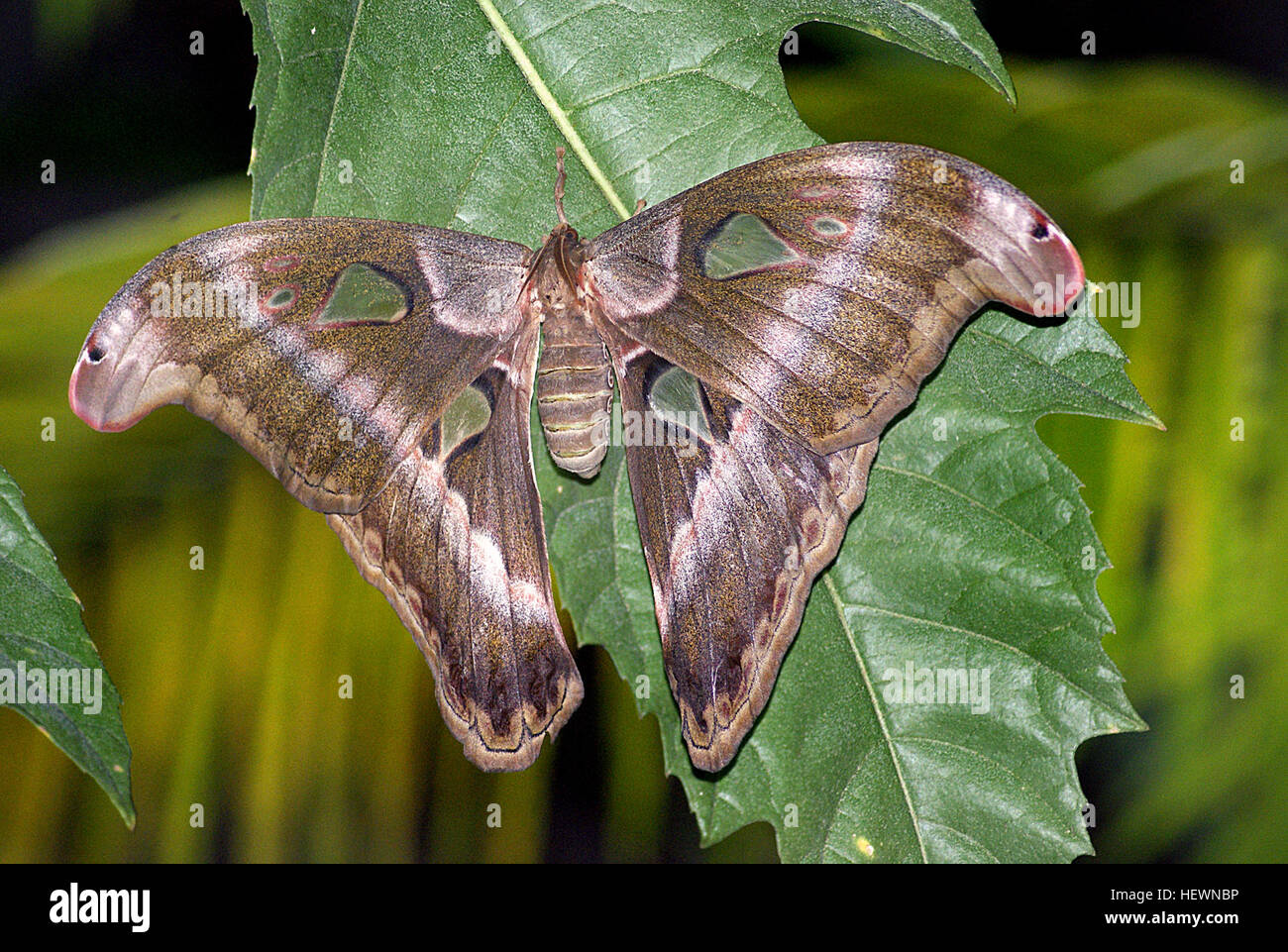 Die Atlas Moth, die in Asien und Südostasien gefunden wurde, trägt den Titel für die größte Flügelfläche unter den Motten. Sie ist der Familie der Saturniidae zugeordnet und hat markante Flügel mit transparenten Fenstern und Hakenspitzen, die einem Schlangenkopf ähneln. Seine Muster sind kartografisch ähnlich, weshalb sie Atlas Moth genannt wird. Der Zweck dieser Funktionen, einschließlich der transparenten Fenster, bleibt unklar. Stockfoto