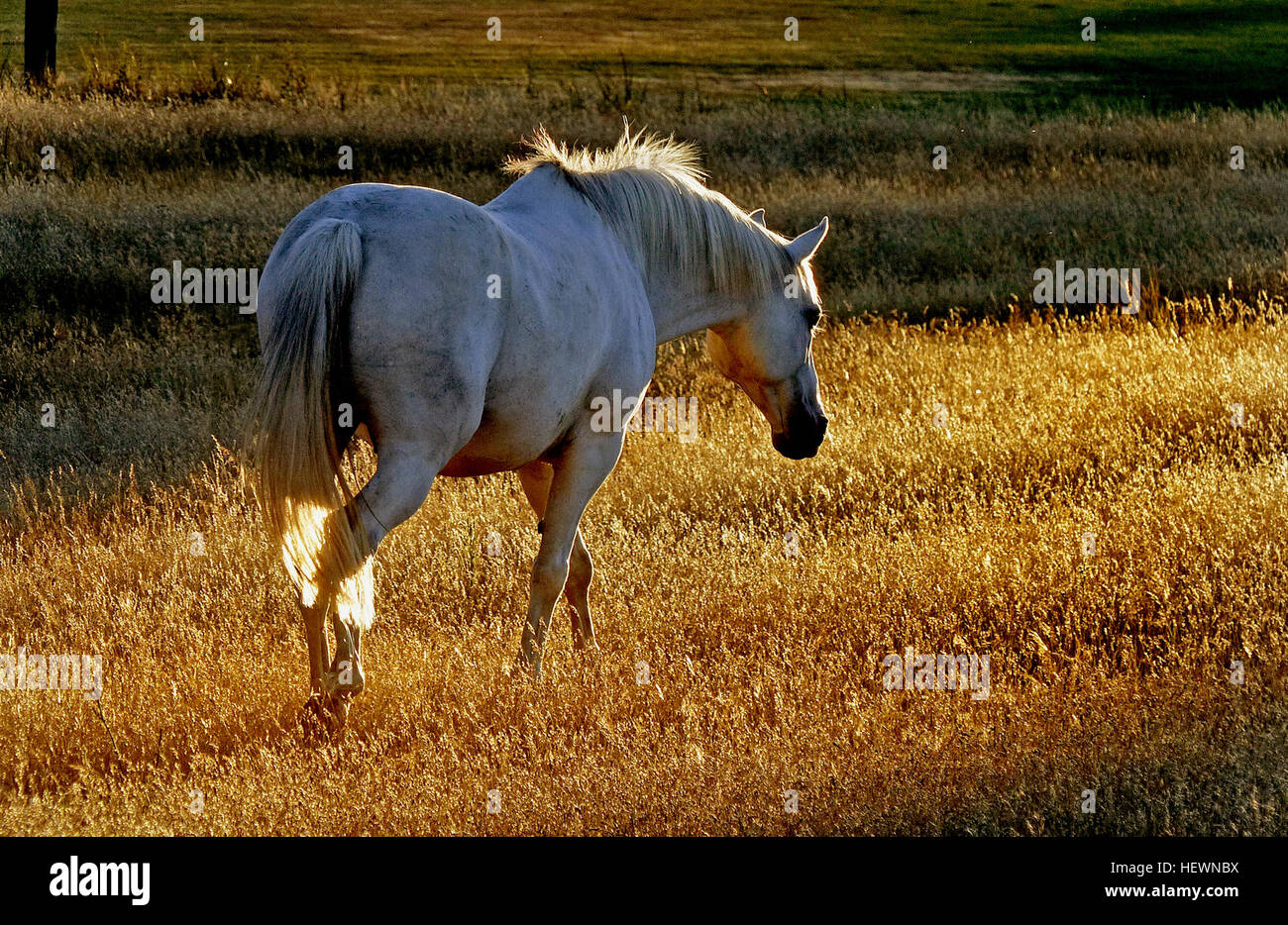 Weiße Pferde, oft fälschlicherweise als „echte weiße“ bezeichnet, sind seltene Tiere. Sie werden mit einem weißen Fell geboren und bleiben während ihres Lebens weiß, obwohl sie unterschiedliche Augenfarben haben können, wie Braun, Blau oder Haselnussbraun. Im Gegensatz dazu sind die meisten „weißen“ Pferde grau, mit einem grauen Fell, das mit zunehmendem Alter weiß wird. Stockfoto