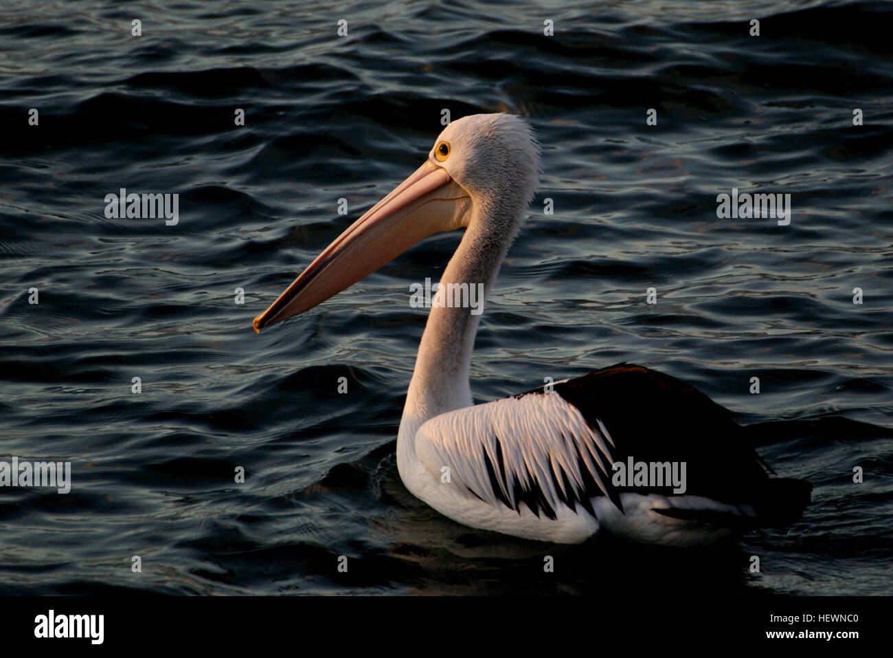 Pelicaner gehören zu den schwersten fliegenden Vögeln, wobei der australische Pelikan ein bemerkenswertes Beispiel ist. Sie werden an ihrem großen Schein und Beutel erkannt und ernähren sich hauptsächlich von Fisch. Pelikane sind bekannt für ihre Sprungkraft und kooperative Fütterungstechniken und werden häufig in Küsten- und Binnengewässern gesehen. Stockfoto