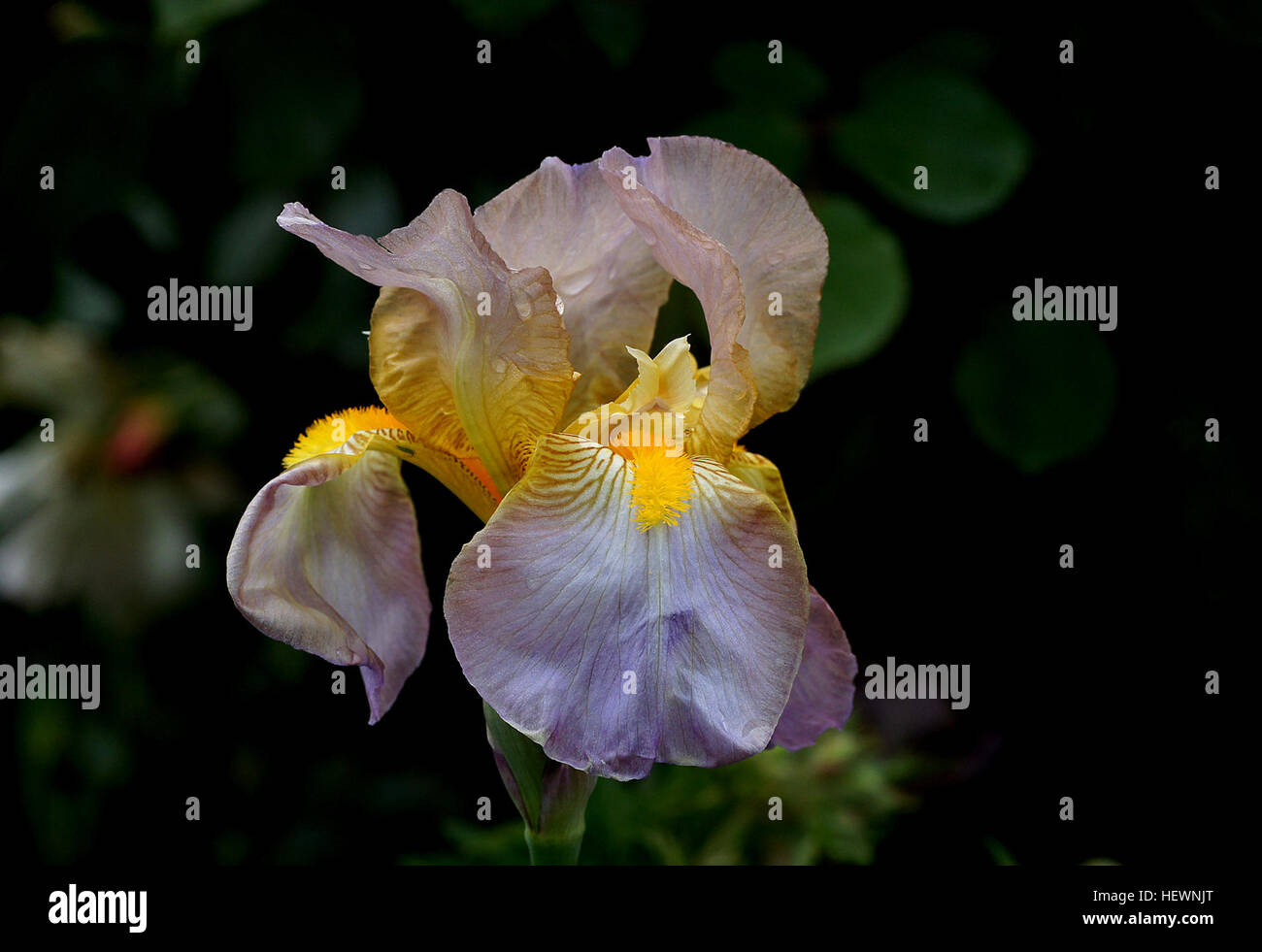 Dieses Bild zeigt die Tall Bearded Iris, eine Blume, die für ihre Höhe, ihre verzweigten Stiele und ihre leuchtenden Farben bekannt ist. Es ist eine beliebte Gartenpflanze, die während verschiedener Jahreszeiten mit angemessener Pflege blühen kann. Stockfoto