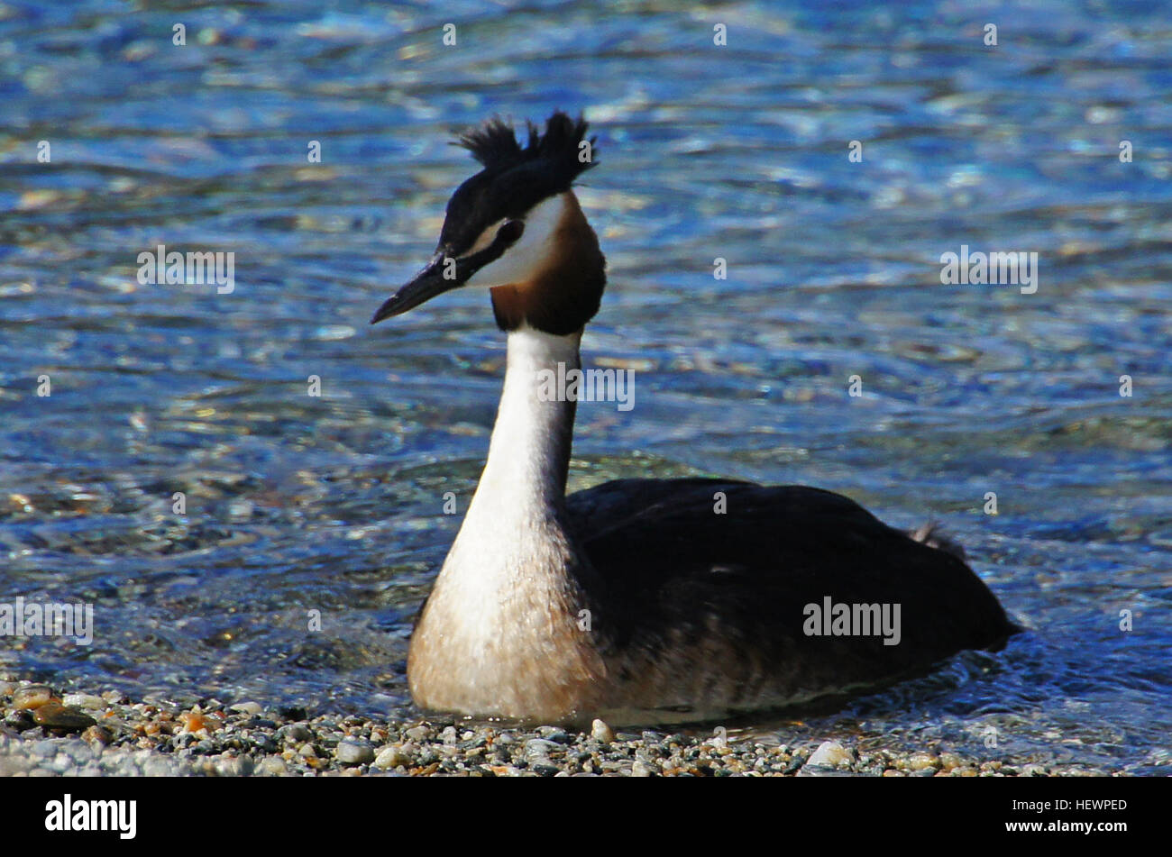 Der australasische Grebe ist ein kleiner Wasservogel, der in Süßwasserseen und Flüssen in Australien, Neuseeland und den Pazifischen Inseln vorkommt. Es ist bekannt für sein unverwechselbares Gefieder und seine Fähigkeit, auf der Suche nach Nahrung unter Wasser zu tauchen. Stockfoto