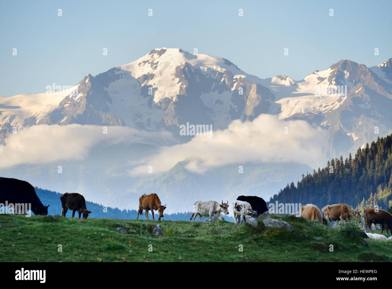 Kühe, Mazeri Dorfgebiet, Kaukasus, Swanetien, Georgia Stockfoto
