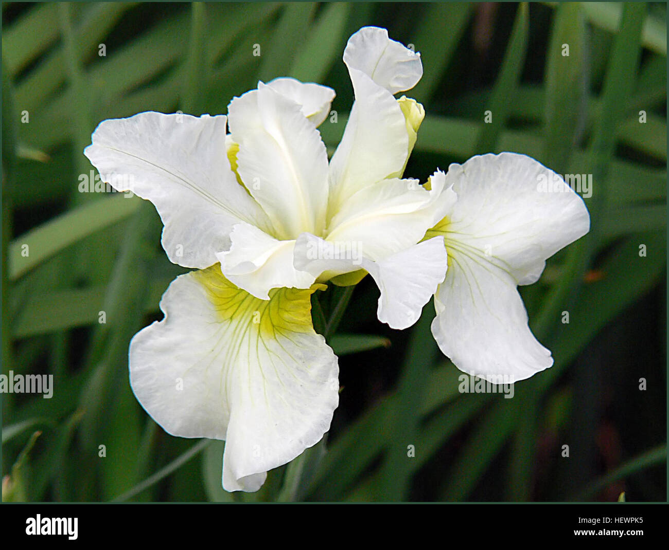 Eine Sammlung von Bildern oder Beschreibungen im Zusammenhang mit Iris, die verschiedene Arten und ihre Bedeutung für botanische Studien und den Gartenbau darstellen. Stockfoto