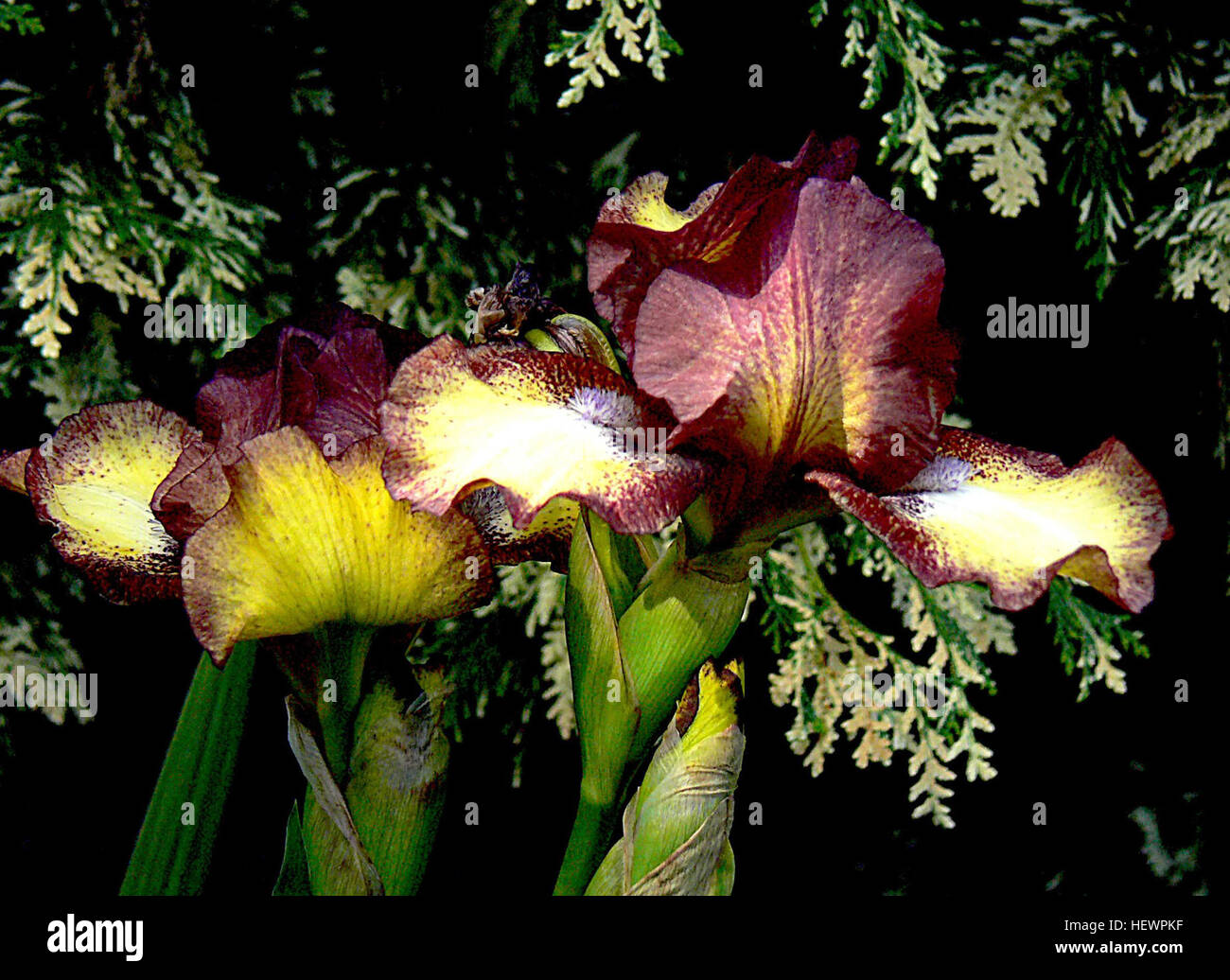 Dieses Bild zeigt ein wunderschönes Arrangement von Iris-Blumen, bekannt für ihre lebhaften Farben und Symbolik in verschiedenen Kulturen. Die Iris ist ein beliebtes Thema in der Blumenkunst. Stockfoto