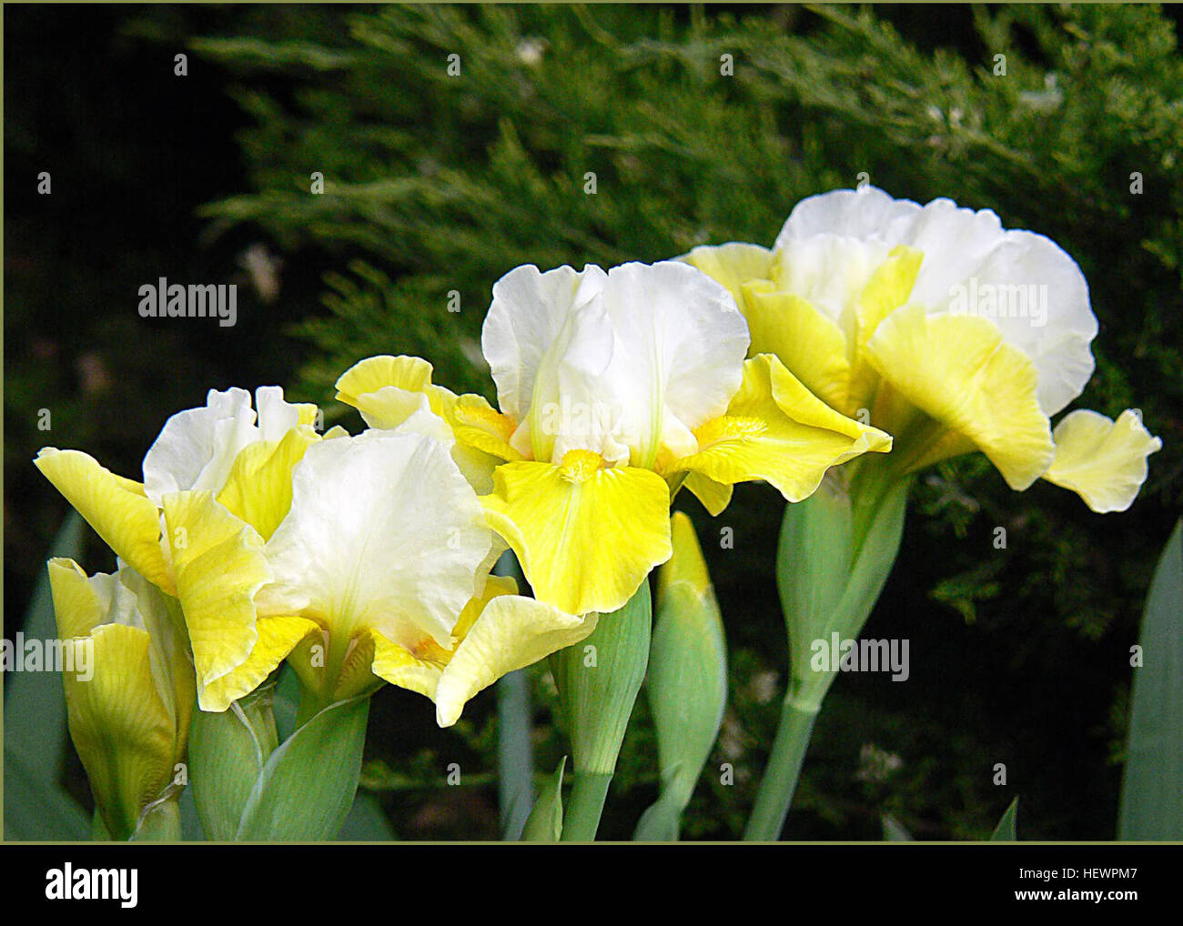 Dieses Kunstwerk zeigt lebendige Darstellungen von Irisblumen, die für ihre besondere Form und Farbvielfalt bekannt sind. Das Gemälde fängt die Blumen in voller Blüte ein und zeigt ihre komplizierten Details und Schönheit, die oft Glauben, Weisheit und Hoffnung in verschiedenen Kulturen symbolisieren. Stockfoto