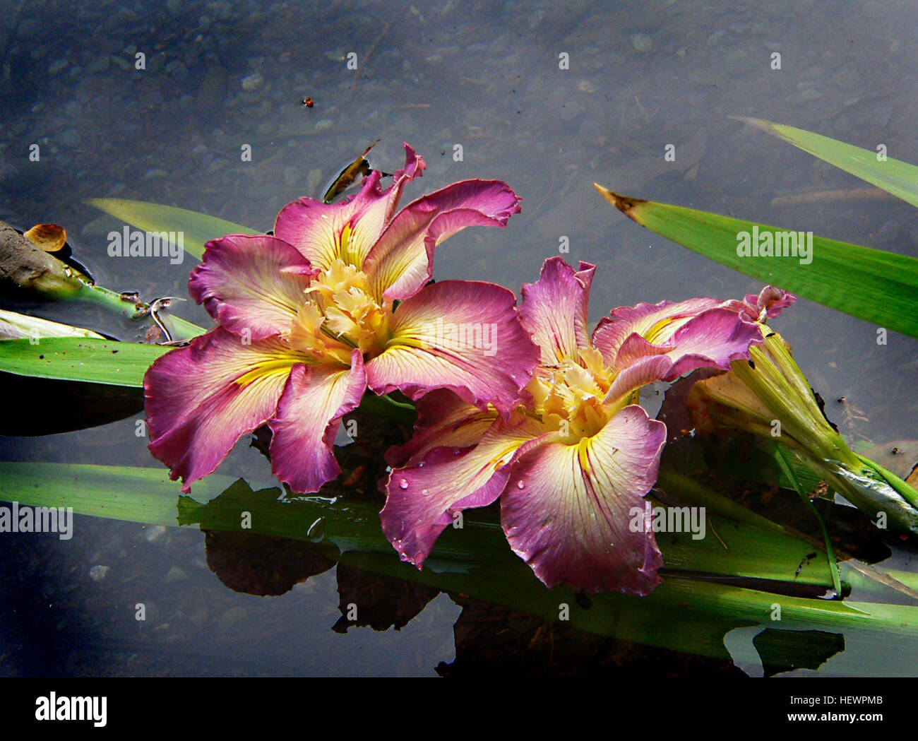Ication (,), Iris, wunderbare Welt der FlowersIris, Blumen Stockfoto