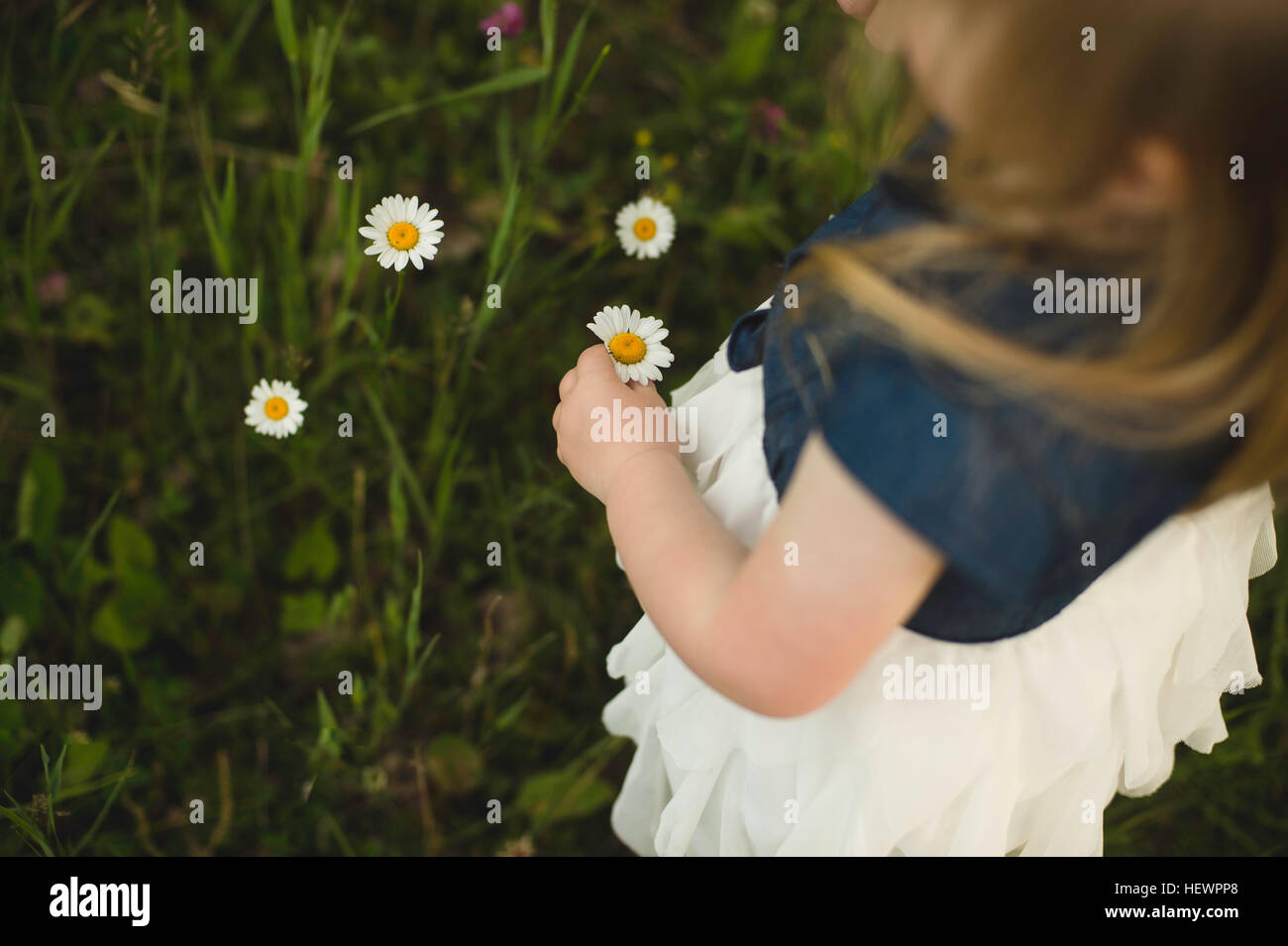 Über Schulter Blick des Mädchens Gänseblümchen Blumen pflücken Stockfoto