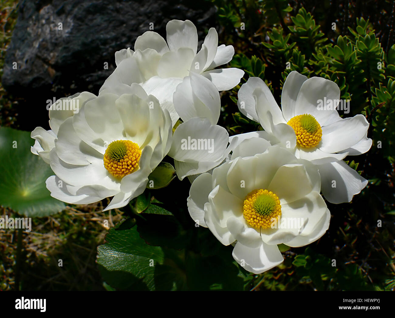Mount Cook Lily (Ranunculus Lyallii) ist einer der bekanntesten alpinen Pflanzen Neuseelands. Seine Blüte Bild wurde auf Postkarten, Briefmarken und sogar als Logo auf der Seite der Flugzeuge verwendet. Nirgends ist es schöner wenn als wenn gesehen wachsen in großer Zahl auf einem Berg Hügel mit seinen schönen weißen Blüten und große glänzende Blätter. Stockfoto