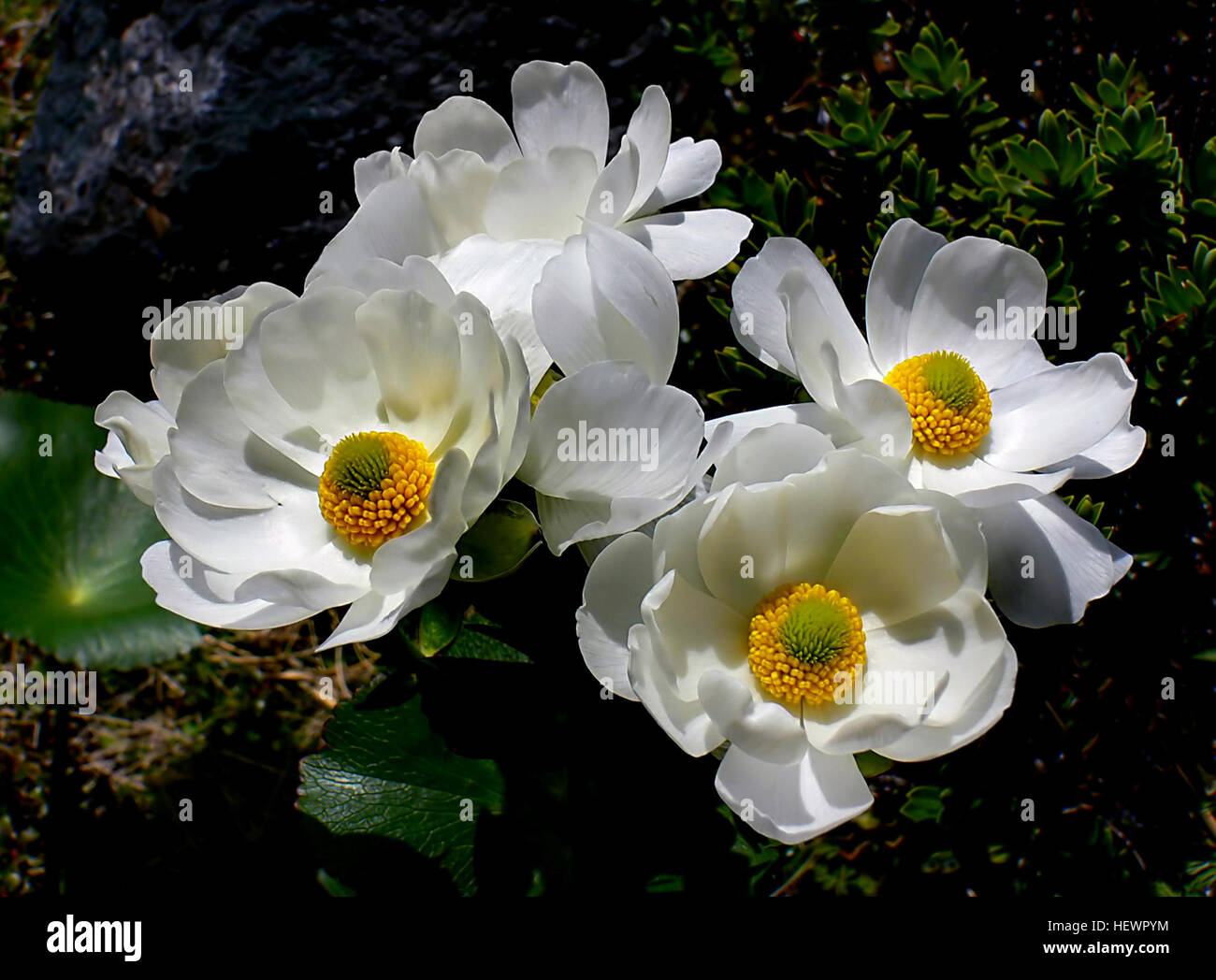 Ranunculus lyallii, auch bekannt als Mount Cook Lily, ist eine einheimische Blume Neuseelands. Sie lebt in alpinen Regionen, insbesondere auf der South Island und der Stewart Island, in Höhen zwischen 700 und 1.500 Metern. Die Art wurde nach dem schottischen Botaniker David Lyall benannt. Stockfoto