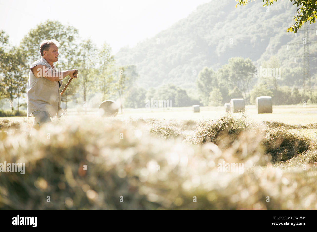 Ältere männliche Landarbeiter Rechen Ernte im Feld Stockfoto