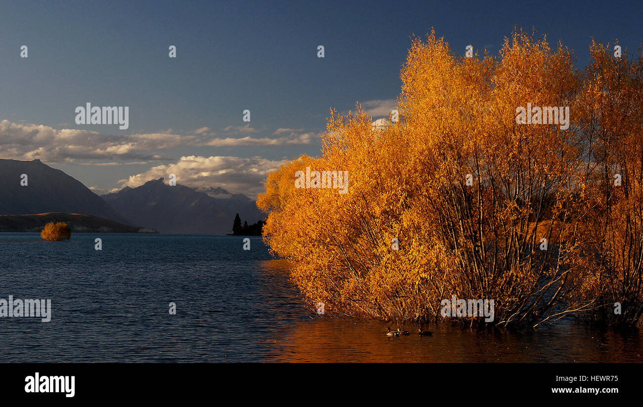 Ication (,), Neuseeland Herbst Golden, Tekapo, gelb, hawaiianischen, See Stockfoto