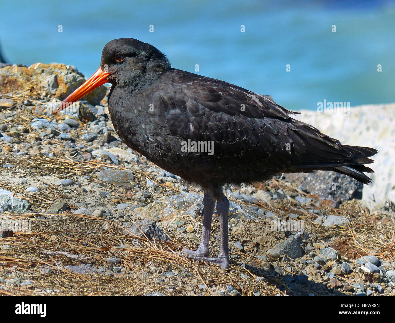 Die Variable Oyster Catcher ist ein vertraut untersetzt Küsten Vogel mit einem langen, leuchtend orange Rechnung, um viel von Neuseeland gefunden. Sie sind oft paarweise sondieren eifrig für Muscheln entlang der Strände oder in Flussmündungen gesehen. Vorher schoss für Lebensmittel, erreichte Variable Oyster Catcher wahrscheinlich niedrige Zahlen vor geschützt seit 1922, wenn Zahlen rapide zugenommen haben. Sie sind langlebig, mit einigen Vögel erreichen 30 + Jahre alt. Stockfoto