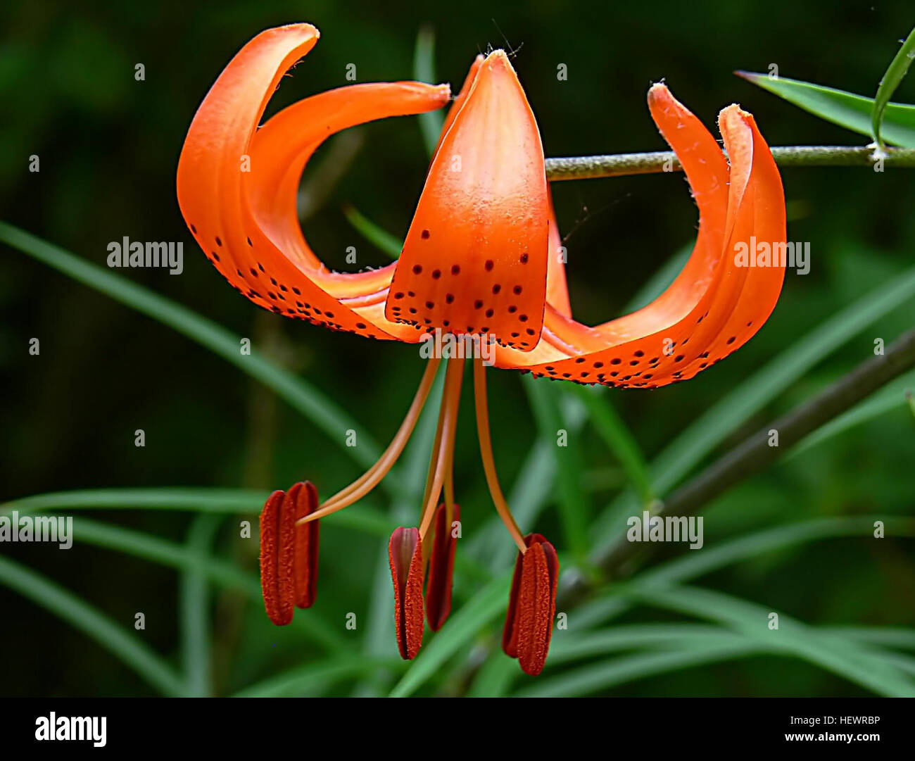 Dieses botanische Kunstwerk mit dem Titel Orange Lily zeigt die zarte Schönheit der Lilien in voller Blüte. Das Gemälde hebt die lebendigen Orangetöne und die elegante Form der Blume hervor und fängt ihre natürliche Eleganz und Anmut in einem raffinierten künstlerischen Stil ein. Stockfoto