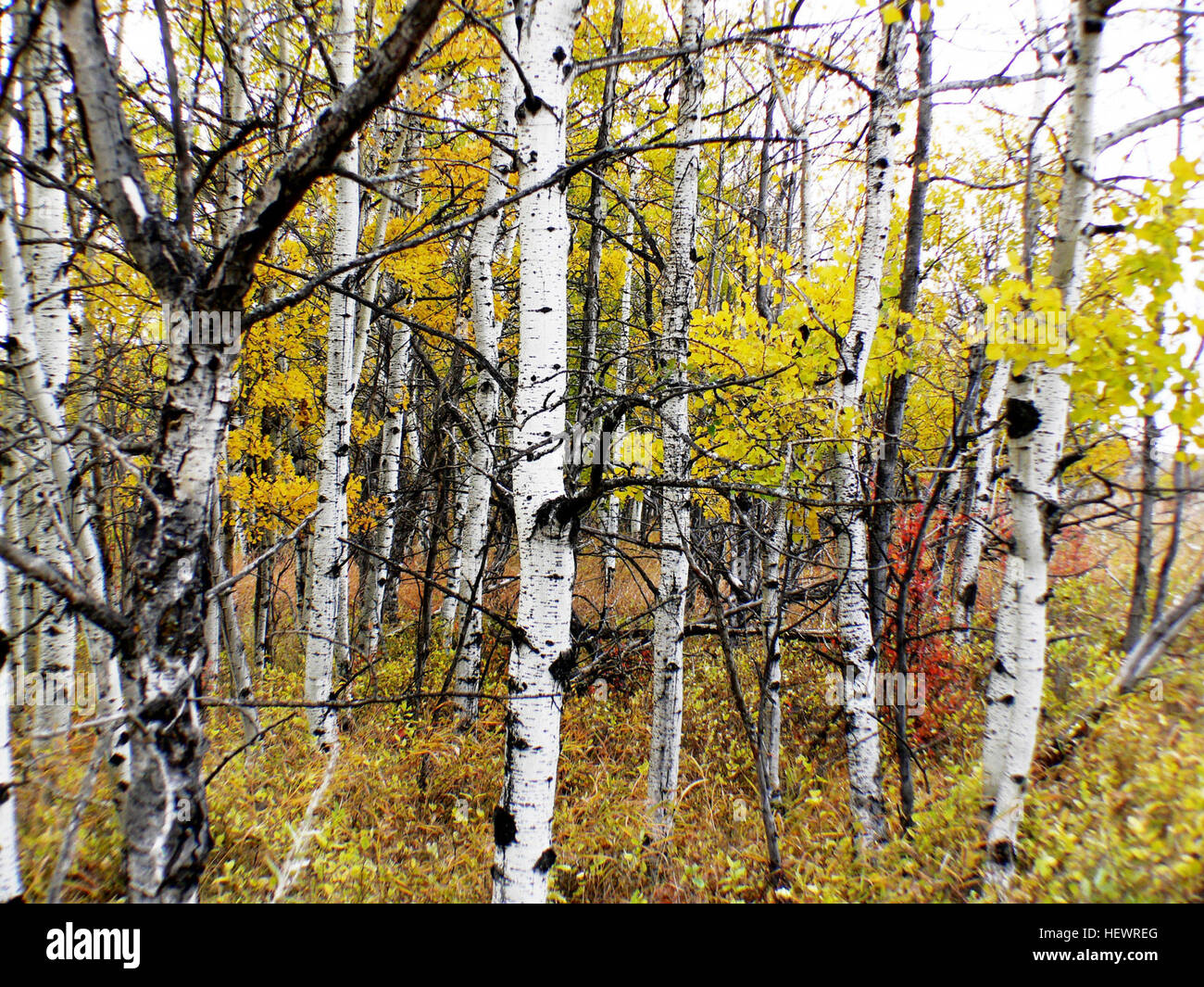 Aspenbäume sind in kalten Regionen beheimatet und wachsen in den nördlichen Teilen der nördlichen Hemisphäre, bis hin zu hochgelegenen Gebieten in den Bergen. Diese Laubbäume werden 15-30 Meter hoch. Stockfoto