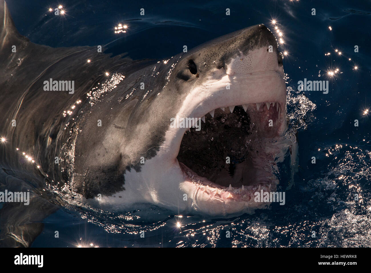 Weißer Hai fehlt ein Stück des Köders und bricht die Oberfläche mit weit offenem Mund Insel Guadalupe, Mexiko Stockfoto