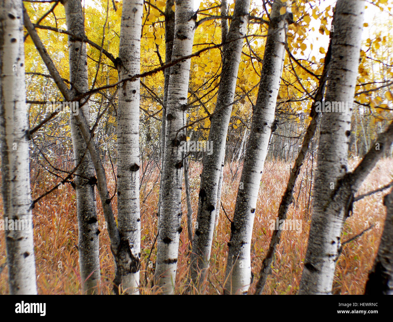 Espen, die in den kalten Regionen der nördlichen Hemisphäre beheimatet sind mittelgroße Laubbäume, die in der Regel in hohen Höhen der Berge vorkommen. Sie wachsen bis zu einer Höhe von 15-30 Metern (49-98 Fuß) an, besonders in kühleren Klimazonen wie in Kanada und den nördlichen USA. Stockfoto