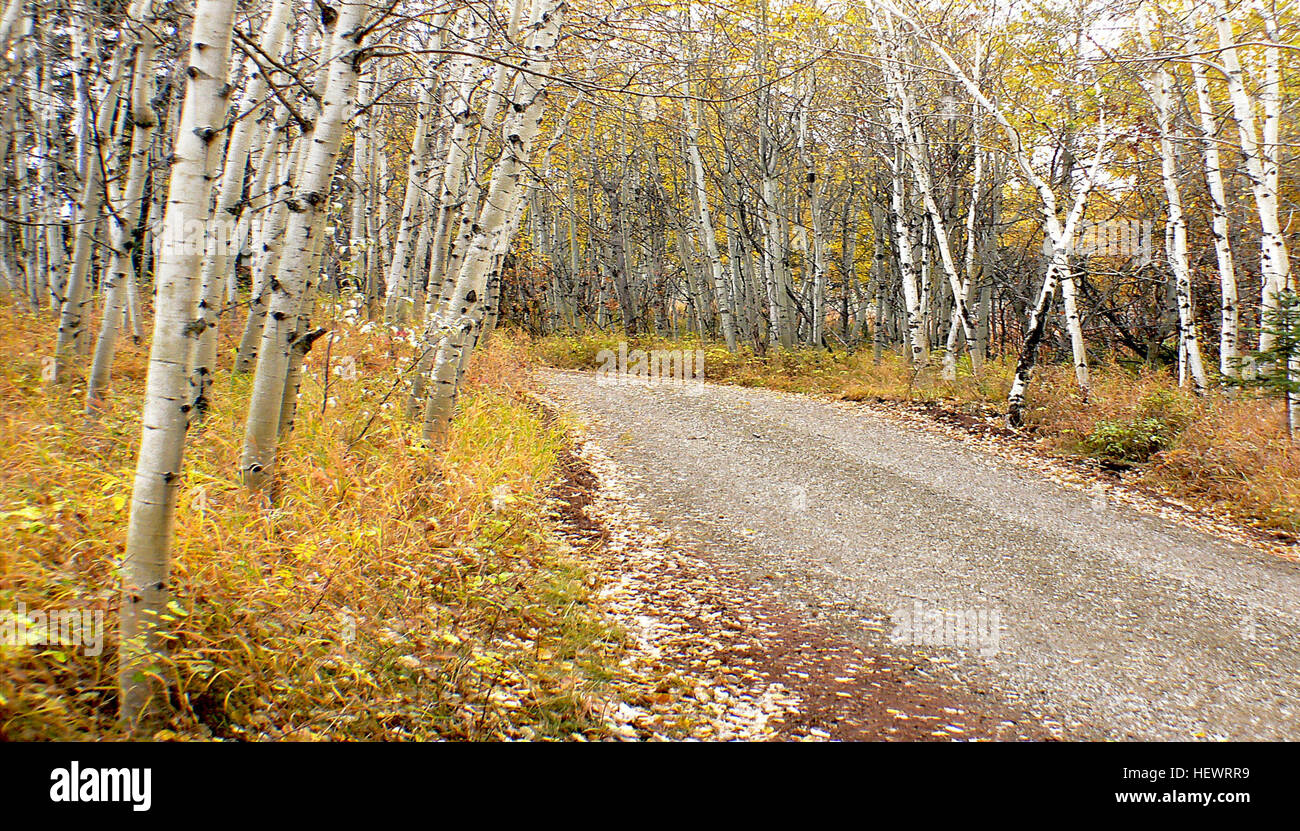 Aspen sind mittelgroße Laubbäume, die in kalten Regionen der nördlichen Hemisphäre beheimatet sind. Sie gedeihen in Bergregionen und können Höhen von 15-30 Metern erreichen. Bekannt für ihr leuchtend gelbes Laub im Herbst, sind sie in Kanada und im Norden der USA üblich Stockfoto