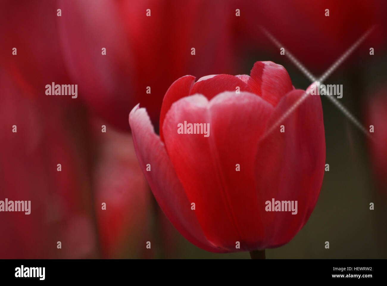Diese roten Tulpen in voller Blüte symbolisieren die lebendigen Farben des Frühlings und fangen die Essenz der Erneuerung und der natürlichen Schönheit ein. Ihre hellen Blütenblätter und die zarte Struktur unterstreichen die atemberaubende Blumenvielfalt, die die Saison bestimmt. Stockfoto