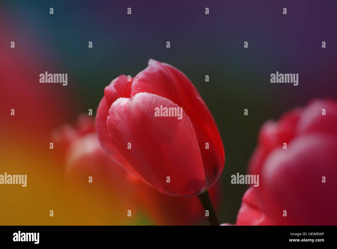 Dieses Foto zeigt eine lebendige Darstellung roter Tulpen, die während der Frühlingssaison blühen. Die Blumen betonen die Schönheit des Frühlings, während die leuchtend roten Blüten eine optisch eindrucksvolle Szene schaffen. Stockfoto