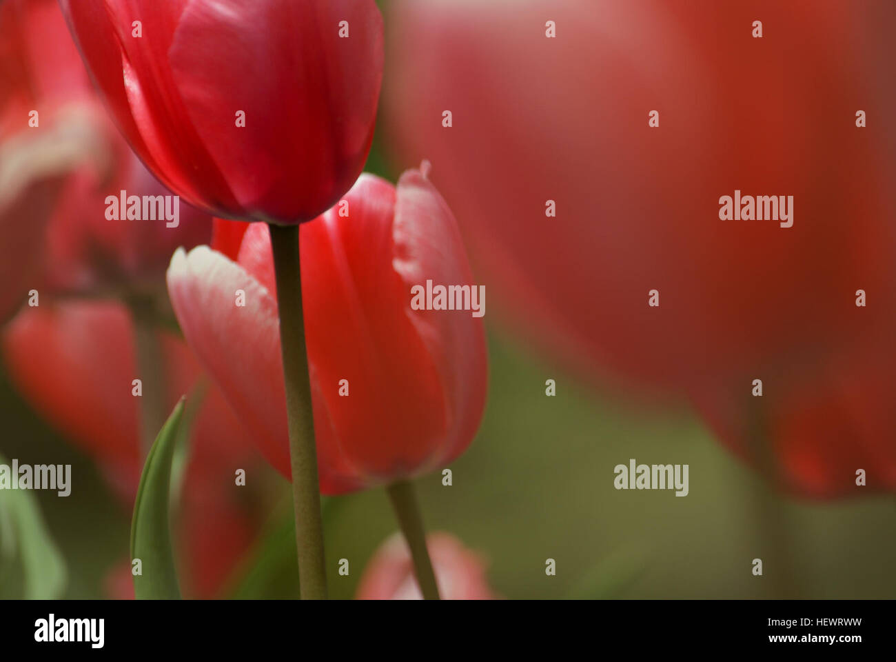 Dieses Bild fängt die lebendige Schönheit roter Tulpen in voller Blüte ein und zeigt die natürliche Eleganz der Frühlingsblumen. Die hellen Farben und zarten Blütenblätter betonen das Wesen des saisonalen Wandels und der Erneuerung des Lebens. Stockfoto