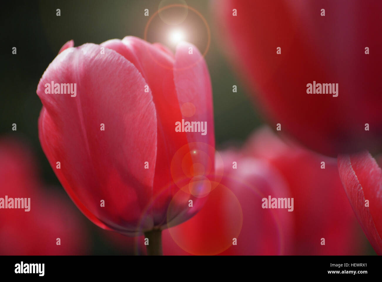 Ein lebendiges Bild, das ein Feld roter Tulpen in voller Blüte zeigt und die Frische des Frühlings symbolisiert. Die hellen Blumen unterstreichen die Schönheit der Erneuerung der Saison. Stockfoto